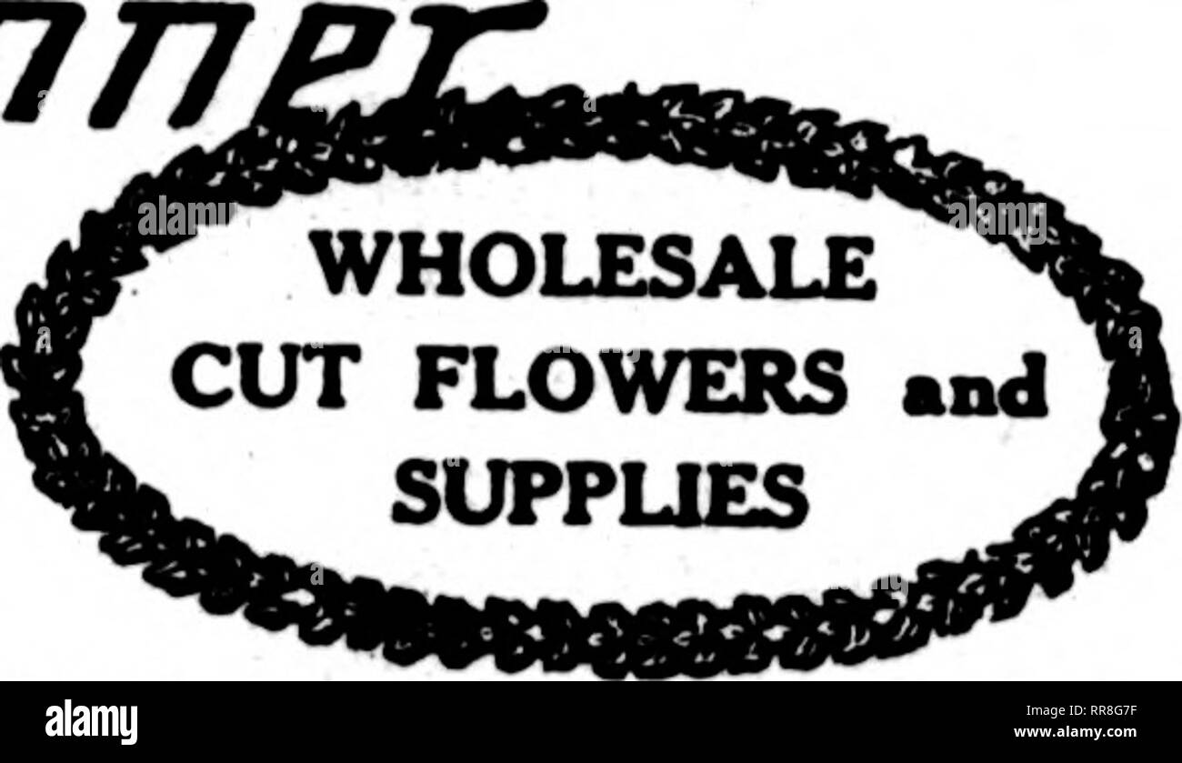 . Florists' review [microform]. Floriculture. r.Fr-.^jij'^^.^:' 62 The Florists^ Review AoausT 31. 1622 CUT FLOWERS AND FLORISTS' SUPPLIES ORDER FROM St. Louis Wholesale Cut Flower Co. 1406-1408 Pine Street St. Louis, Missouri Wholesale Cot Flower Prices. Chicago, August 28, 1922. Per 100 Columbia $ 2.00 @ $20.00 Mrs. Kussfll 2.00 ii 20.00 Premier 2.00 @ 20.00 Milady 2.00 (^ 20.00 Crusader 2.00 ^ 20.00 Butterfly 2.00 6fi 20.00 Montrose 2.00 ® 18.00 Sunburst 2.00 ® 18.00 Ophelia 2.00 @ 18.00 Double White Killarney 2.00 @ 15.00 Francis Scott Key 2.00 ® 15.00 Frank H. DunlOD 2.00 @ 12.00 My Maryl Stock Photo