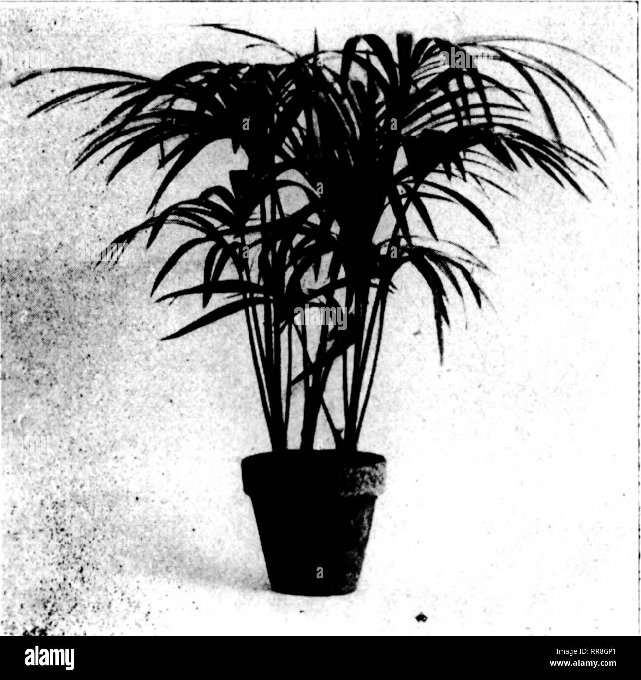 . Florists' review [microform]. Floriculture. .--^ -n- ..y* -n--*^»i- ^f^»:'':'?r. .s''*'&quot;*^&quot; 18 The Florists^ Review Jdlt 6, 1922 SPECIAL OFFER OF ORNA THE BEST TIME TO PALMS. tt^s^^.;*?-/-^, i^«: Our stock is healthy and clean, | in excellent condition. KENTIA BELMOREANA Size; Inches Pot Leaves High Per 100 2-in. 3 to 4 7 to 10 $15.00 3-iii. 5 to 6 9 to 12 25.00 Each 4-in. 5 to 7 12 to 16 $ 0.75 5-in. 6 to 7 14 to 20 $1.00 to 1.50 6-iii, 6 to 7 18 to 24 3.00 7-in., made up, 3 in a pot, 18 to 24 inches high 4.00 7-in., in tubs, made up, 24 to 30 inches high, specimens 6.00 8-in., i Stock Photo