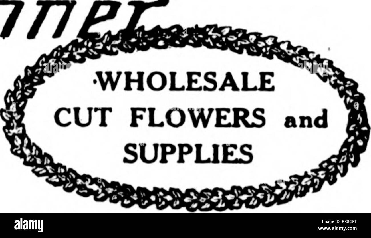 . Florists' review [microform]. Floriculture. W»j»F,n'.&quot;r'f''^.'*--»., .'.' J- ' f • w:'--«Tr*»'.-^»mj W?^^^^7; -- SKI'TEilBKK 14, 1922 The Florists^ Review 97 CUT FLOWERS AND FLORISTS' SUPPUES ORDER FROM St. Louis Wholesale Cut Flower Co. 1406-1408 Pine Street St. Louis, Missouri Wholesale Cut Flower Prices. Chicago, Sept. 11, I'j:;:;. Per lUO Columbia $ a.00 (yt $18.00 Mrs. Kussc'li li.OO (ji) 20.0(i Premier 3.00 (iS 20.00 Milady 3.00 ® 18.0(, Crusader 3.00 ryj LM.OO Hutterlly 3.00 C'S 18.(K) Montrose 3.00 U 18.00 Sunburst 3.00 fe) 18.00 Ophelia .J.OO U 18.00 Doulile White Kilhiiuey 3 Stock Photo
