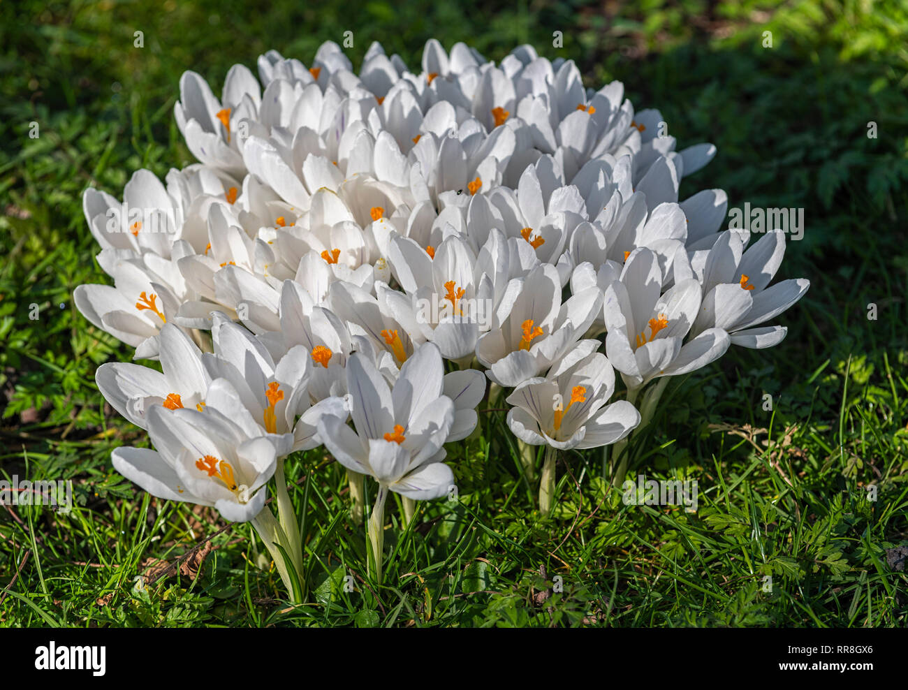 White flowering Crocus sativus Regents Park London UK Stock Photo