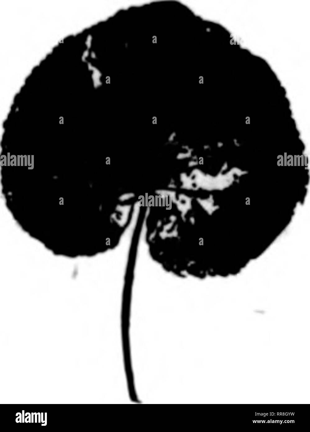 volaris bolsagage size