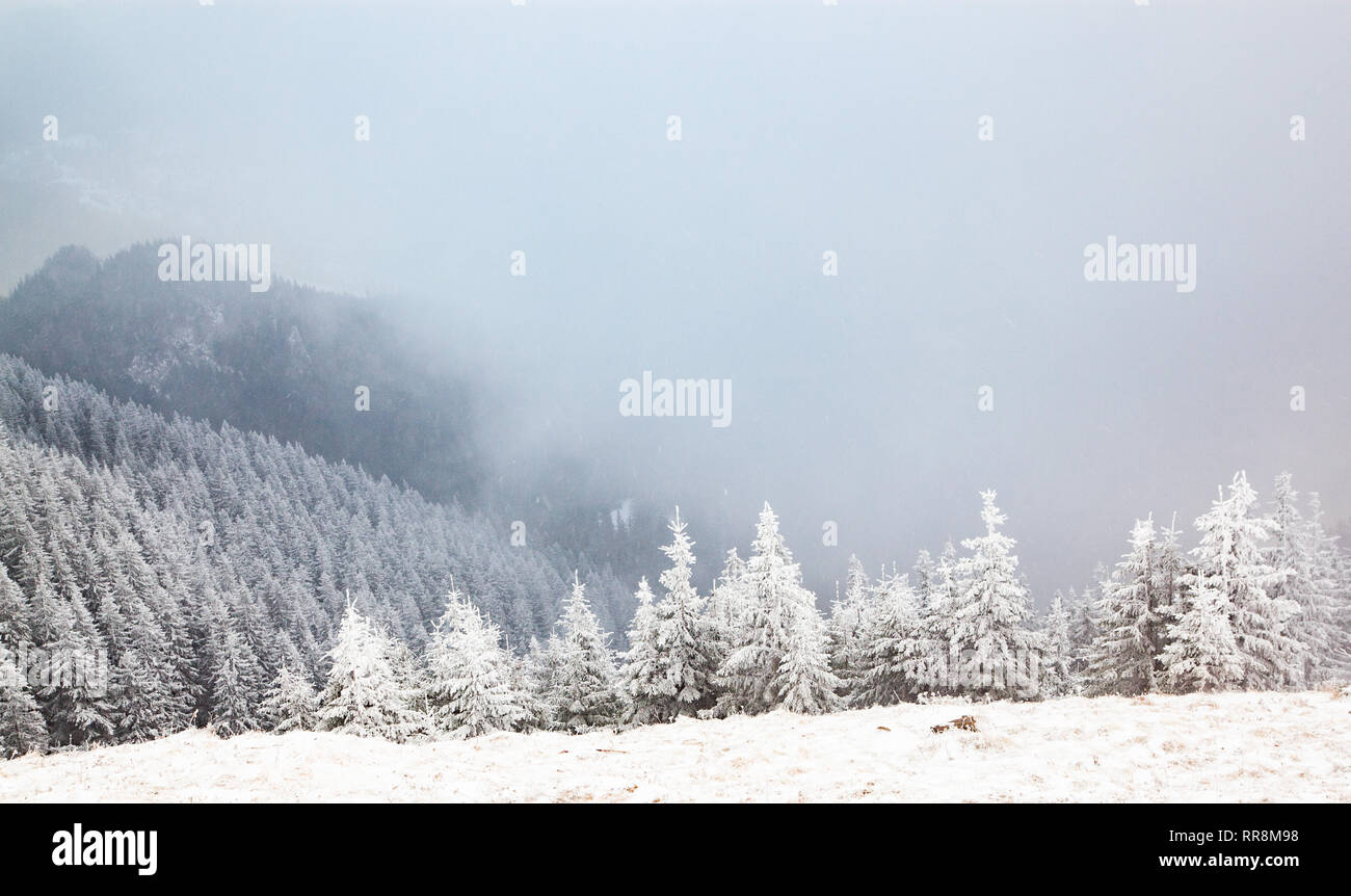 winter landscape with snowy fir trees in the mountains Stock Photo - Alamy