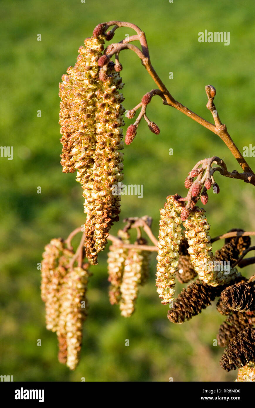 Alder Tree Catkins Stock Photo