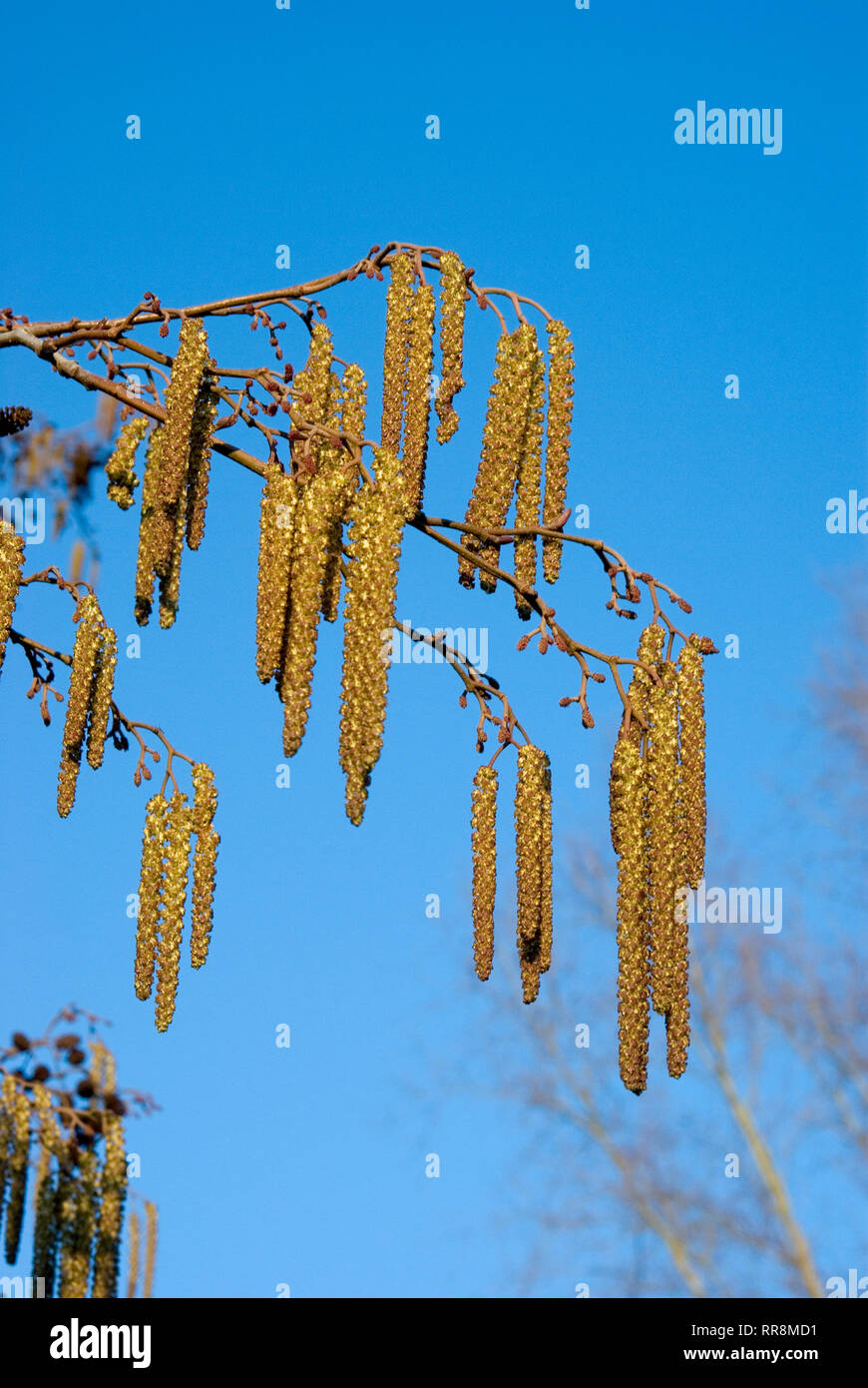 Alder Tree Catkins Stock Photo Alamy