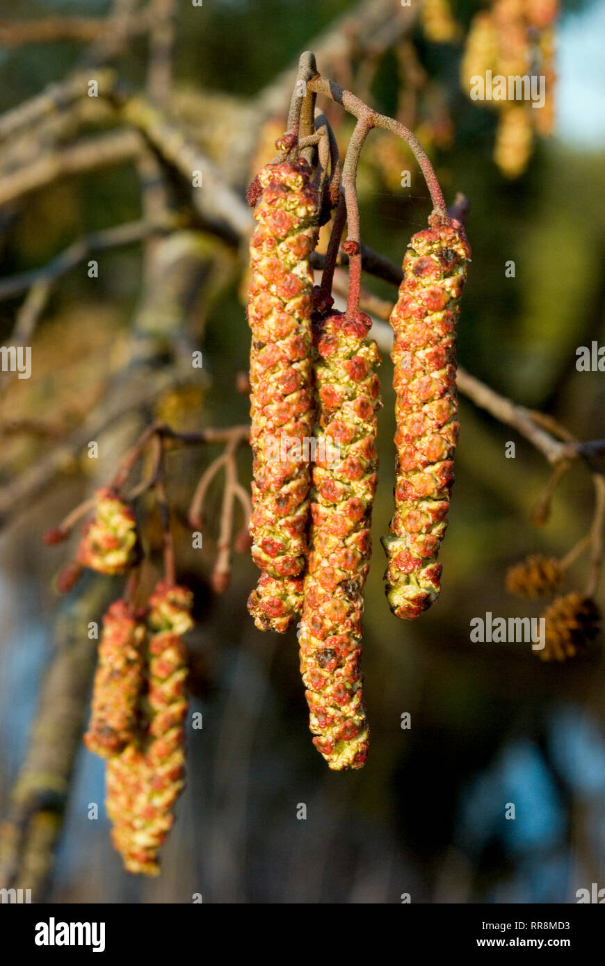 Alder Tree Catkins Stock Photo