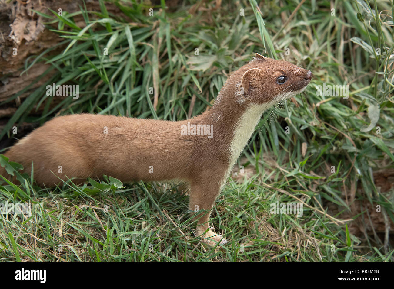 Side view full length portrait of a stoat mussel ermine emerging from a grass bank and looking alert to right Stock Photo