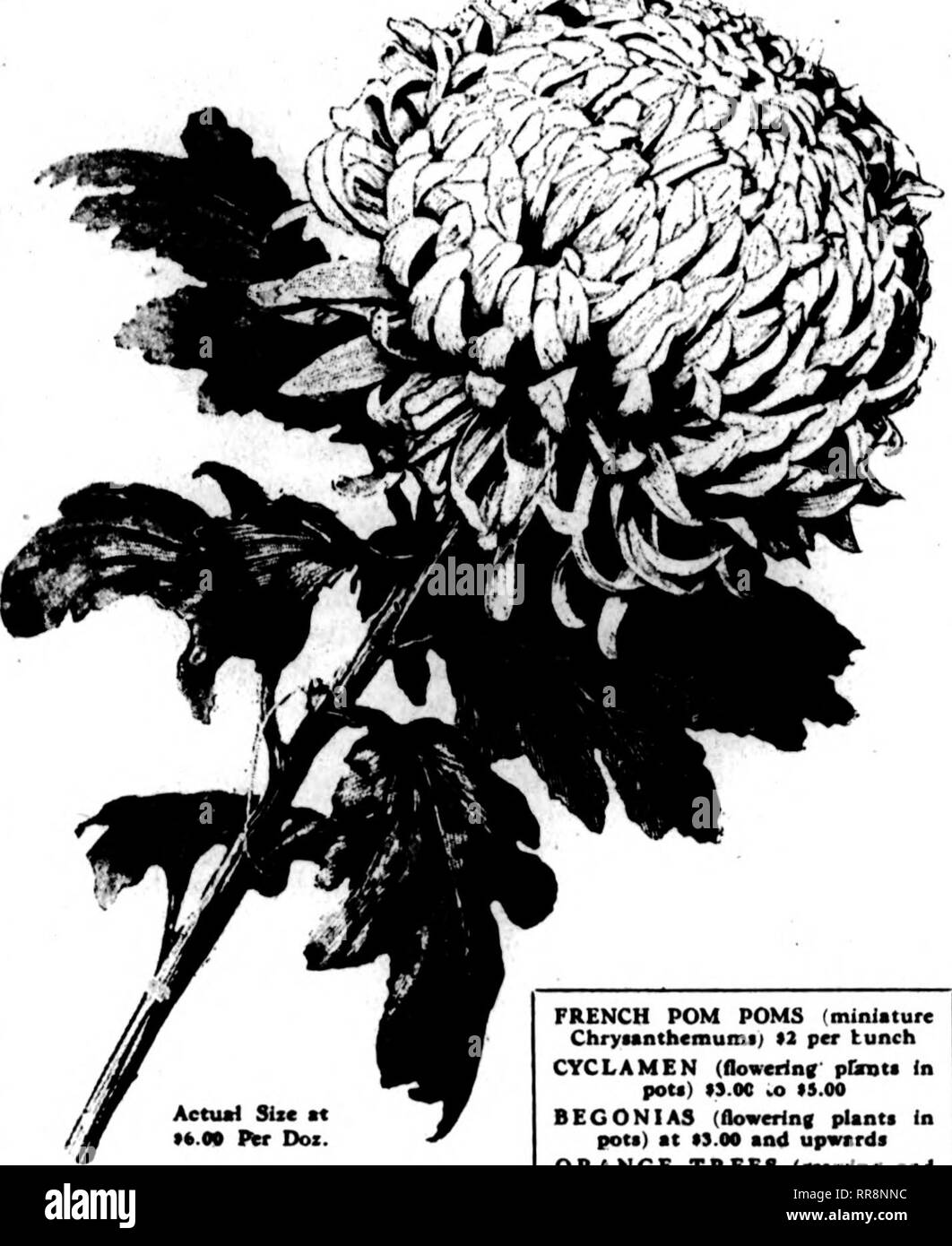Ti 99 High Resolution Stock Photography And Images Alamy