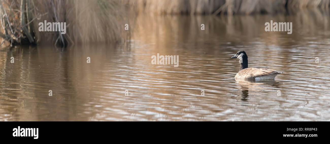 Goose Reed Reed gras hi-res stock photography and images - Alamy