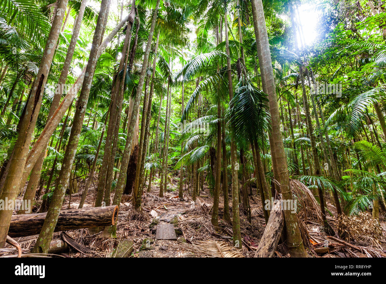Lush green temperate rainforest in Australia Stock Photo - Alamy