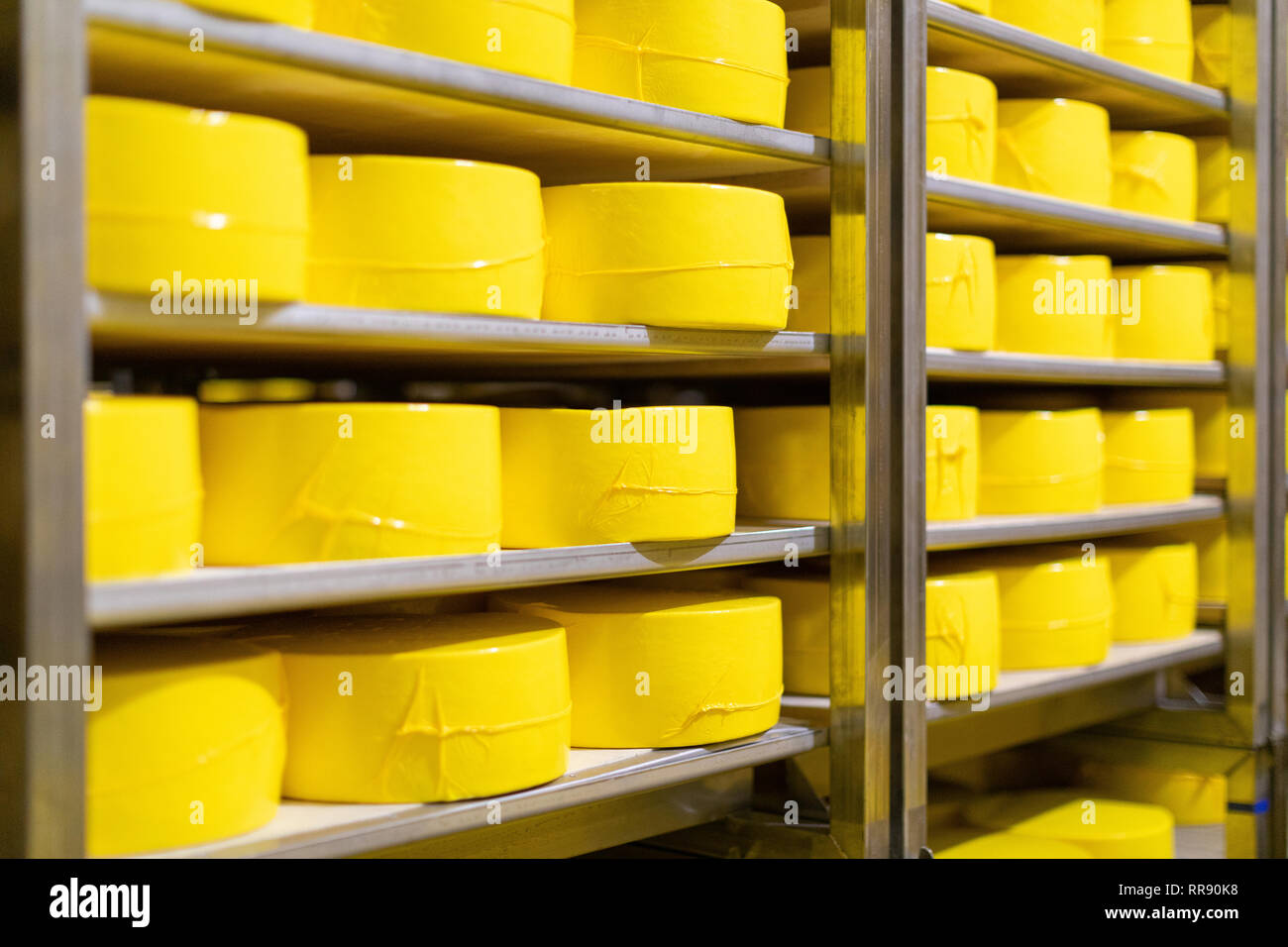 shelves with cheese at a cheese warehouse Close up Stock Photo