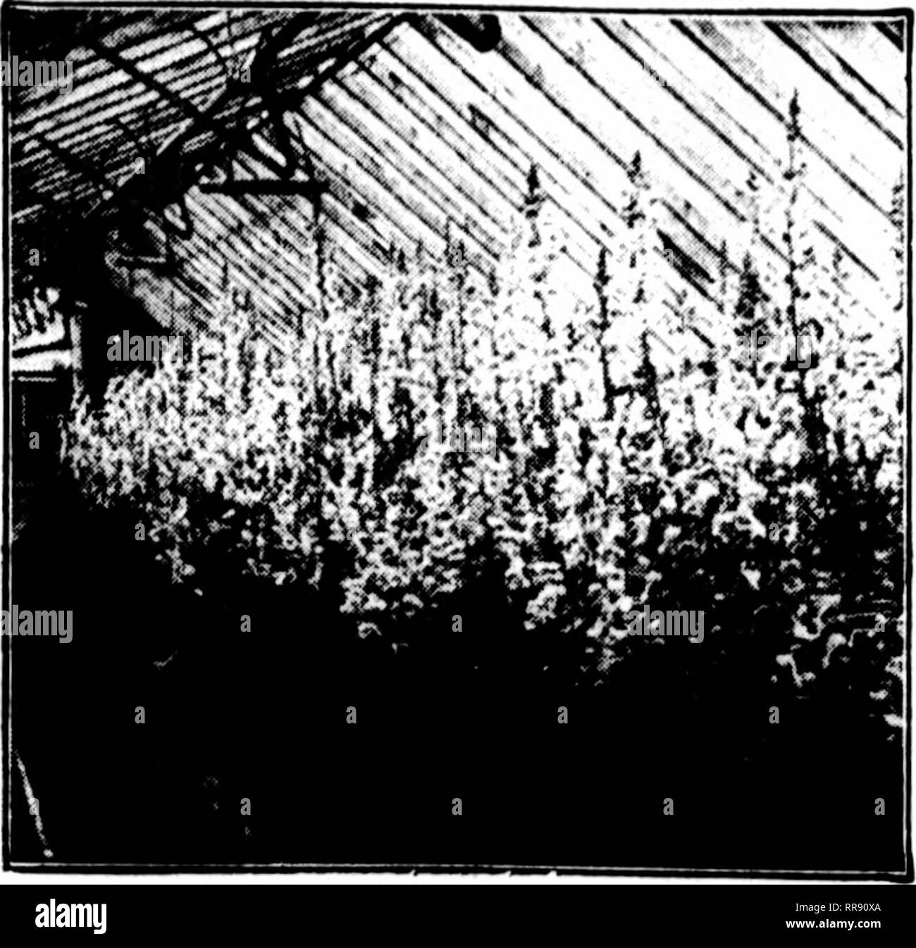 . Florists' review [microform]. Floriculture. May 25. 1022 The Rorists* Review 123. SNAPDRAGON Begin to tow seed for apring blooms and for early spring sales of plants. Use the best seed and be sure of results. SEED of our famous Silver Pink. Sl.OO per pkt.; t for $2.60: 7 for $6.00. SEED of Hybrid Pink and of our new Golden P^nk Queen, same price. SEED of Keystone. Nelrose. Qamet, White. Yel- low. Scarlet. Light Pink, Buxton and Fancy Bized. 86c per pkt.; 3 for $1.00. Free cultural directiona, All orders cash. G. S. RANSBURG. SONERSWORTH, N. H. MICHELL'S FLOWER SEEDS /2 Tr. Tr. CINERARIA Pkt  Stock Photo