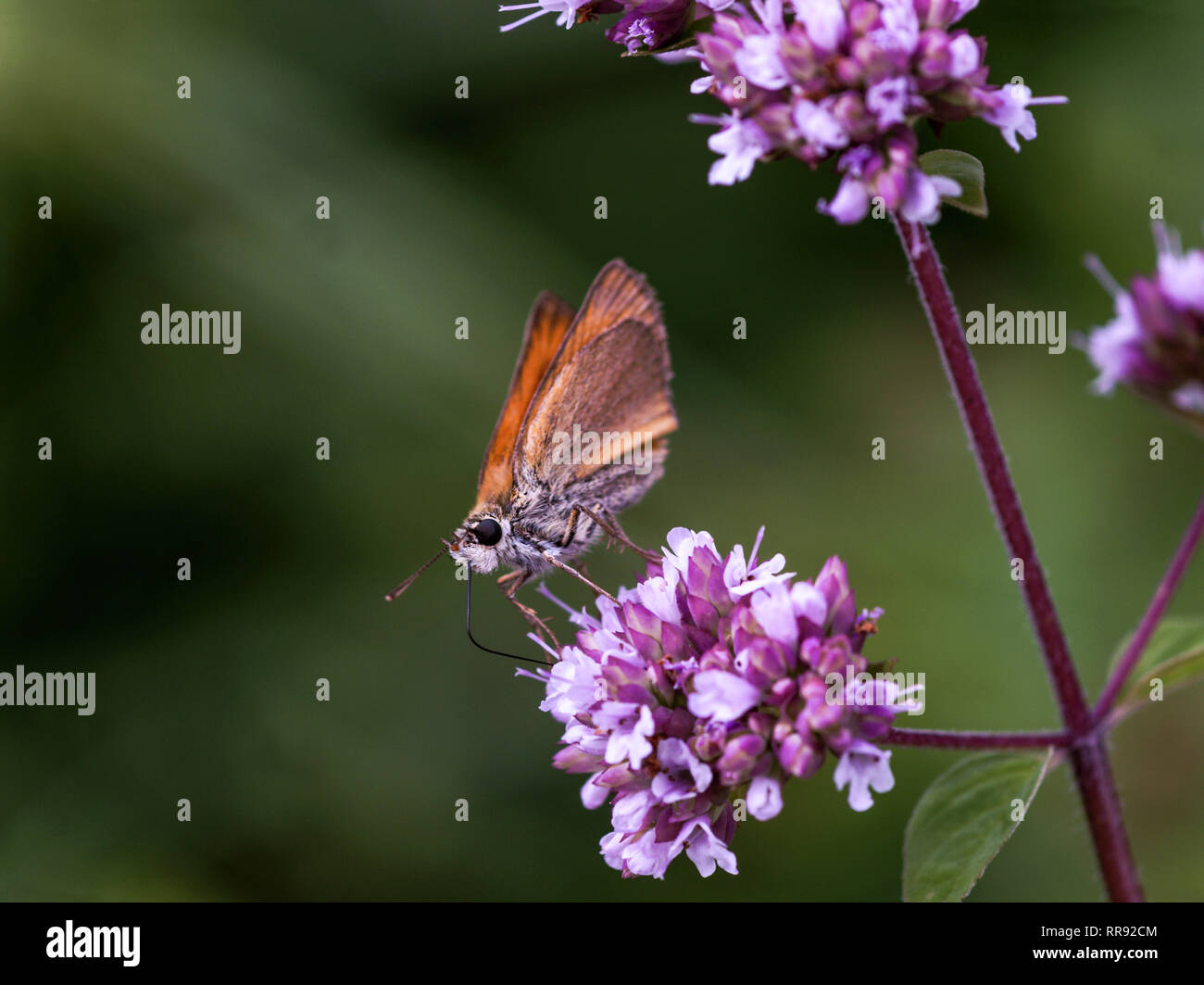 Butterfly.Large Skipper (Ochiodes venatus).Adult feeding on wild marjoram (Origanum vulgare).Southwest France. Stock Photo