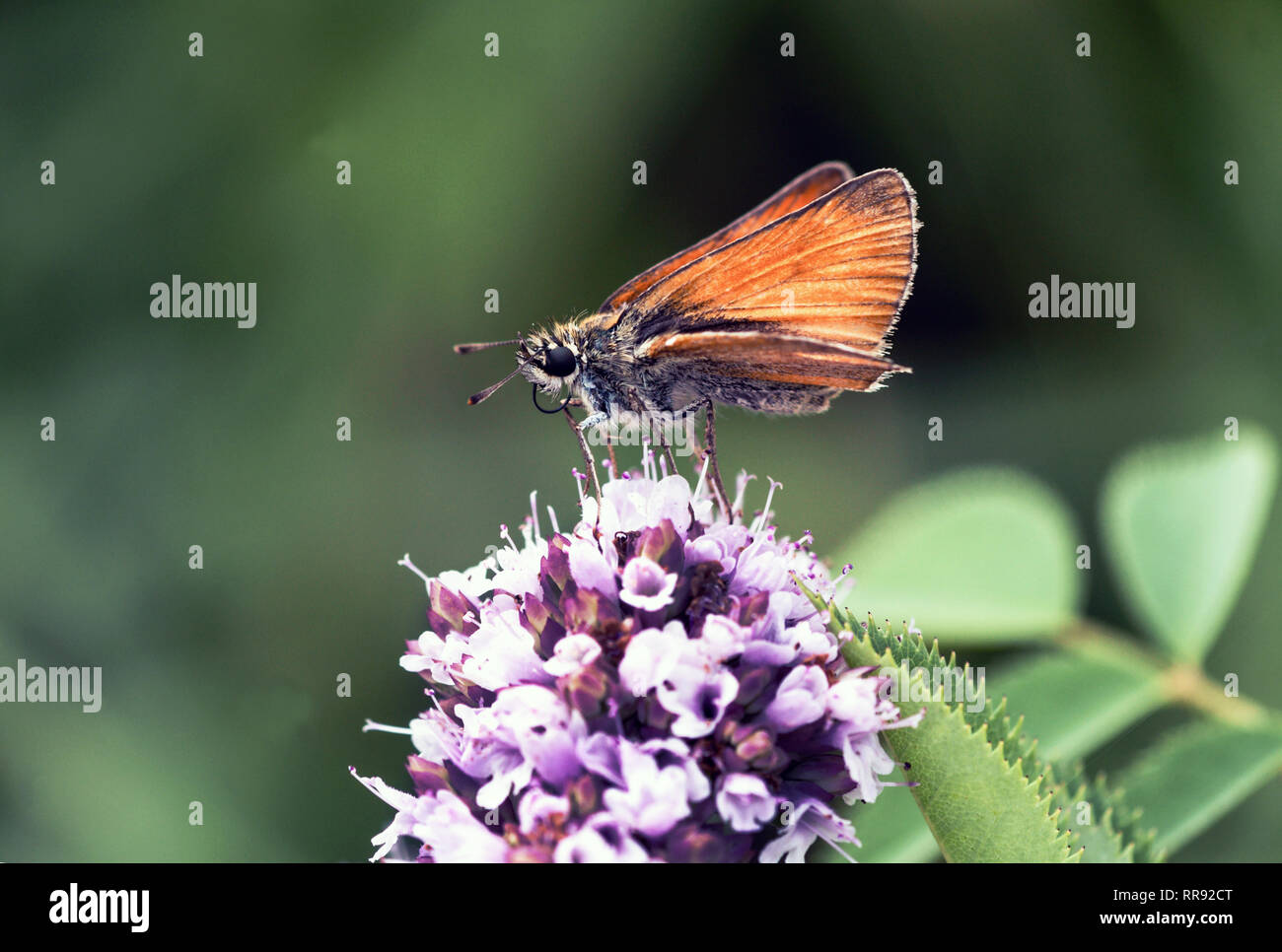 Butterfly.Large Skipper (Ochiodes venatus).Adult feeding on wild marjoram (Origanum vulgare).Southwest France. Stock Photo