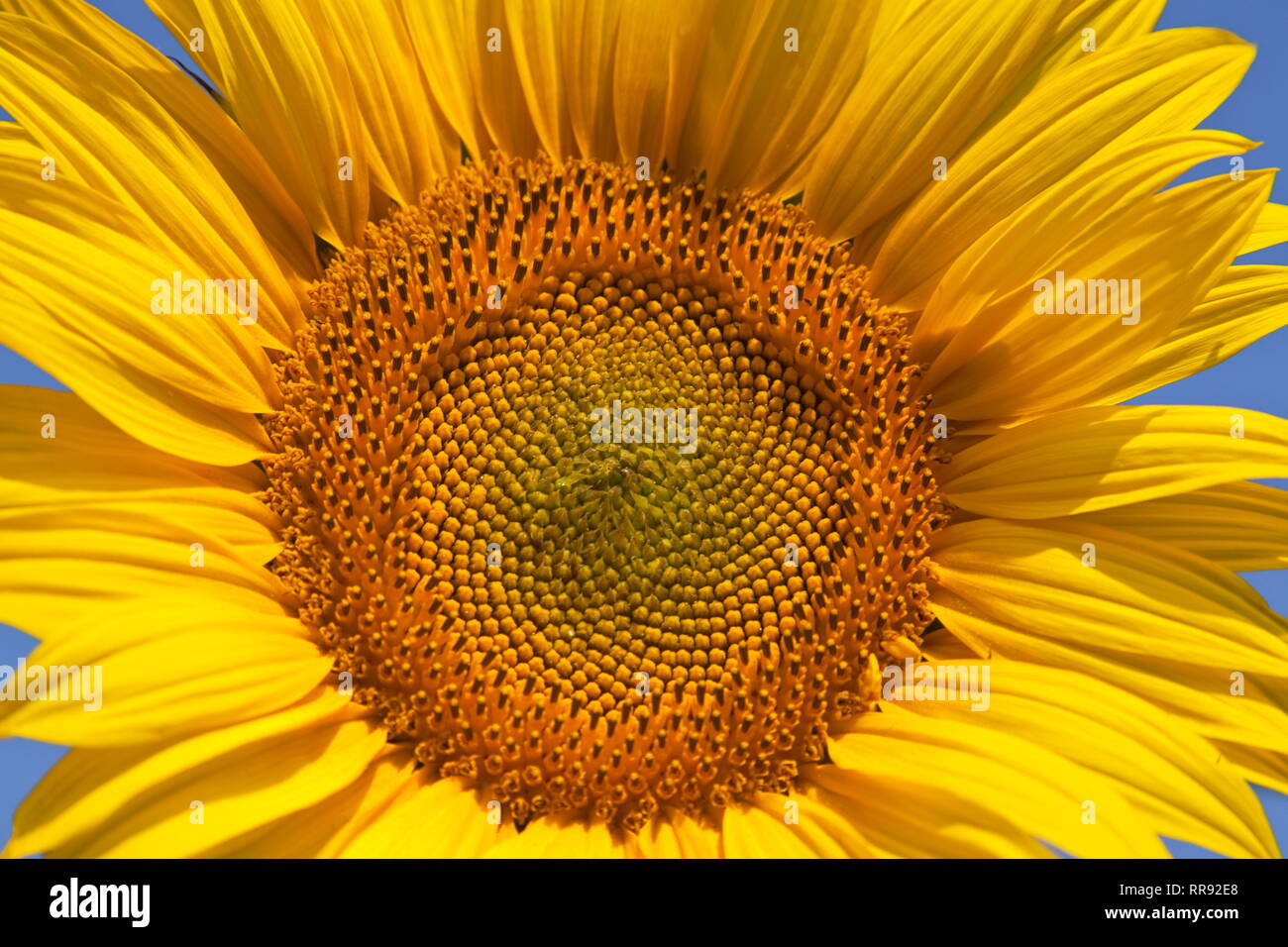 botany, sunflower (Helianthus), Provence-Alpes-Cote d'Azur, Riez, France, Additional-Rights-Clearance-Info-Not-Available Stock Photo