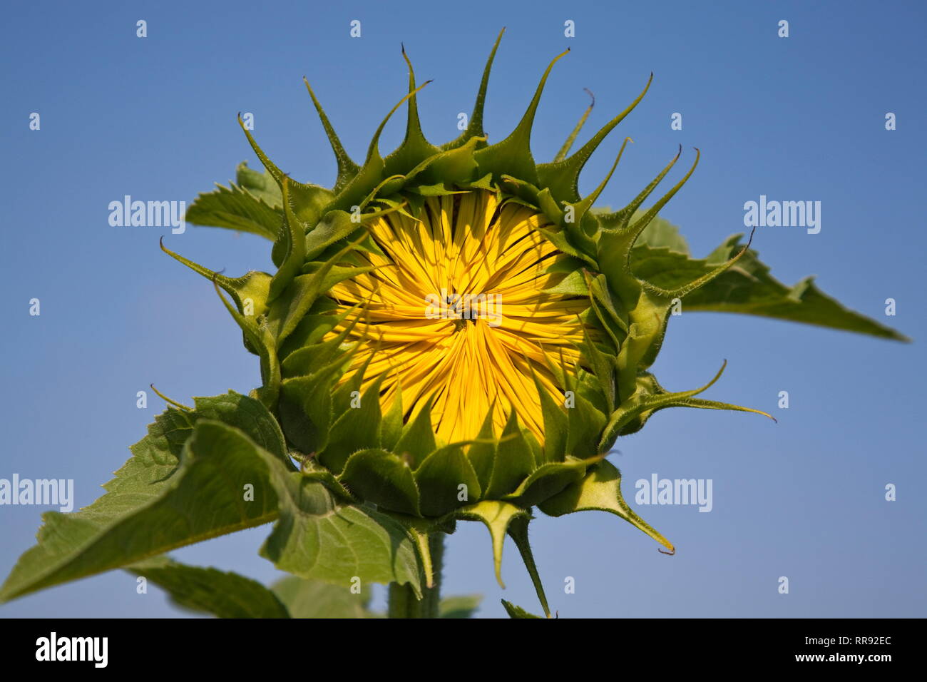 botany, sunflower (Helianthus), Provence-Alpes-Cote d'Azur, Riez, France, Additional-Rights-Clearance-Info-Not-Available Stock Photo