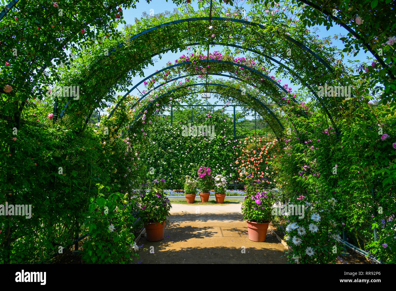 Plants Corridor Stock Photos & Plants Corridor Stock Images Alamy