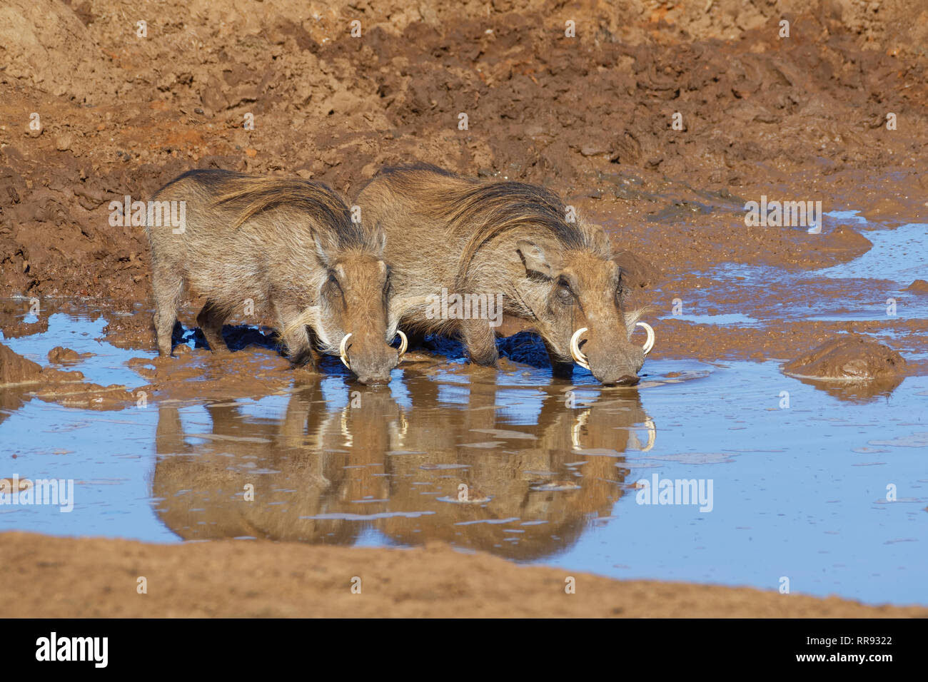 Common warthogs (Phacochoerus africanus), two adults in muddy water, drinking at a waterhole, Addo National Park, Eastern Cape, South Africa, Africa Stock Photo