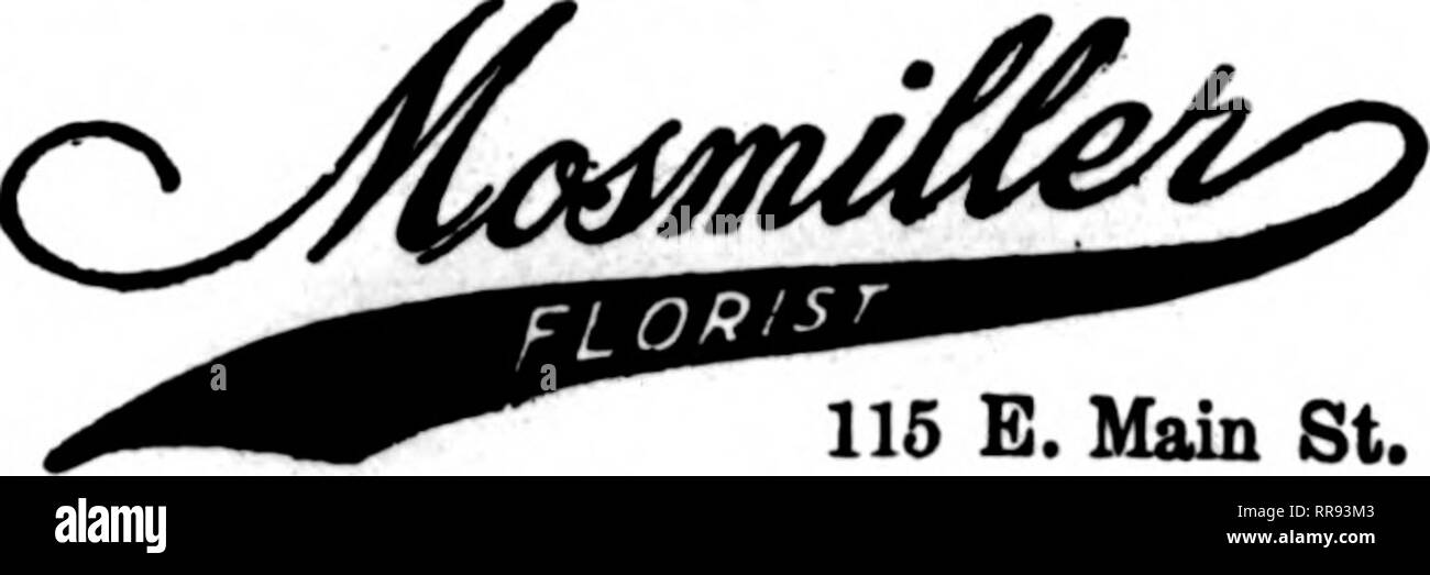 . Florists' review [microform]. Floriculture. 413 Grand Ave. MILWAUKEE EXCLUSIVE FLORAL ARRANGEMENTS BAUMGARTEN, Inc. Member F. T. D. 93 WISCONSIN ST. RICHMOND, VIRGINIA. 115 E. Main St. Member Florists' Telecraph Delivery Association Richmond, Va. The Hammond Company, Inc. LEADING FLORISTS 109 EAST BROAD STREET ROANOKE, VA FALLON, Florid Member Florists' Telegraph Delivery Ass'n Charlottesville, Va. W. A. Lankford's, norist ^'S.^Sl'^S' Portsmouth, Va. Cotton The Florist, 333 High St. PETERSBURG, VA. MRS. ROBT. B. STILES. Florid Phone 910 1202 W. Washington St. LYNCHBURG, Va. T 1 FAT I ON CCs  Stock Photo