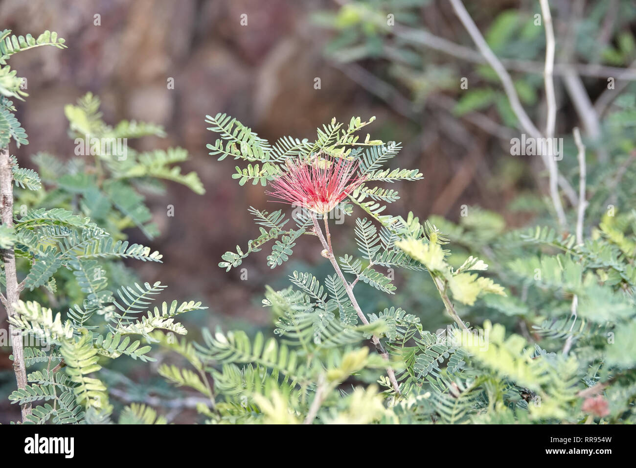 Calliandra californica (Baja fairy duster) Stock Photo