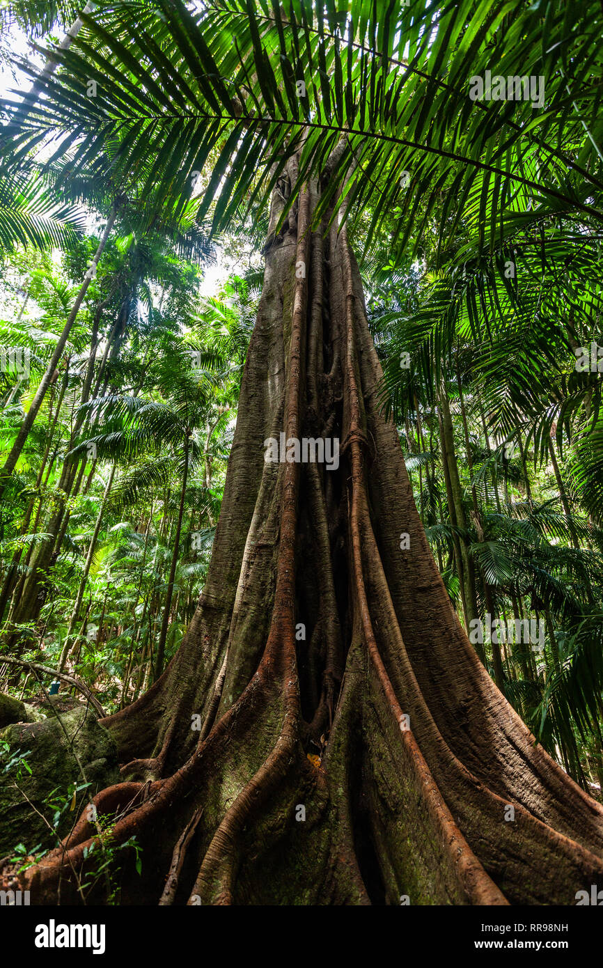 Beautiful fig tree in natural rainforest environment Stock Photo Alamy