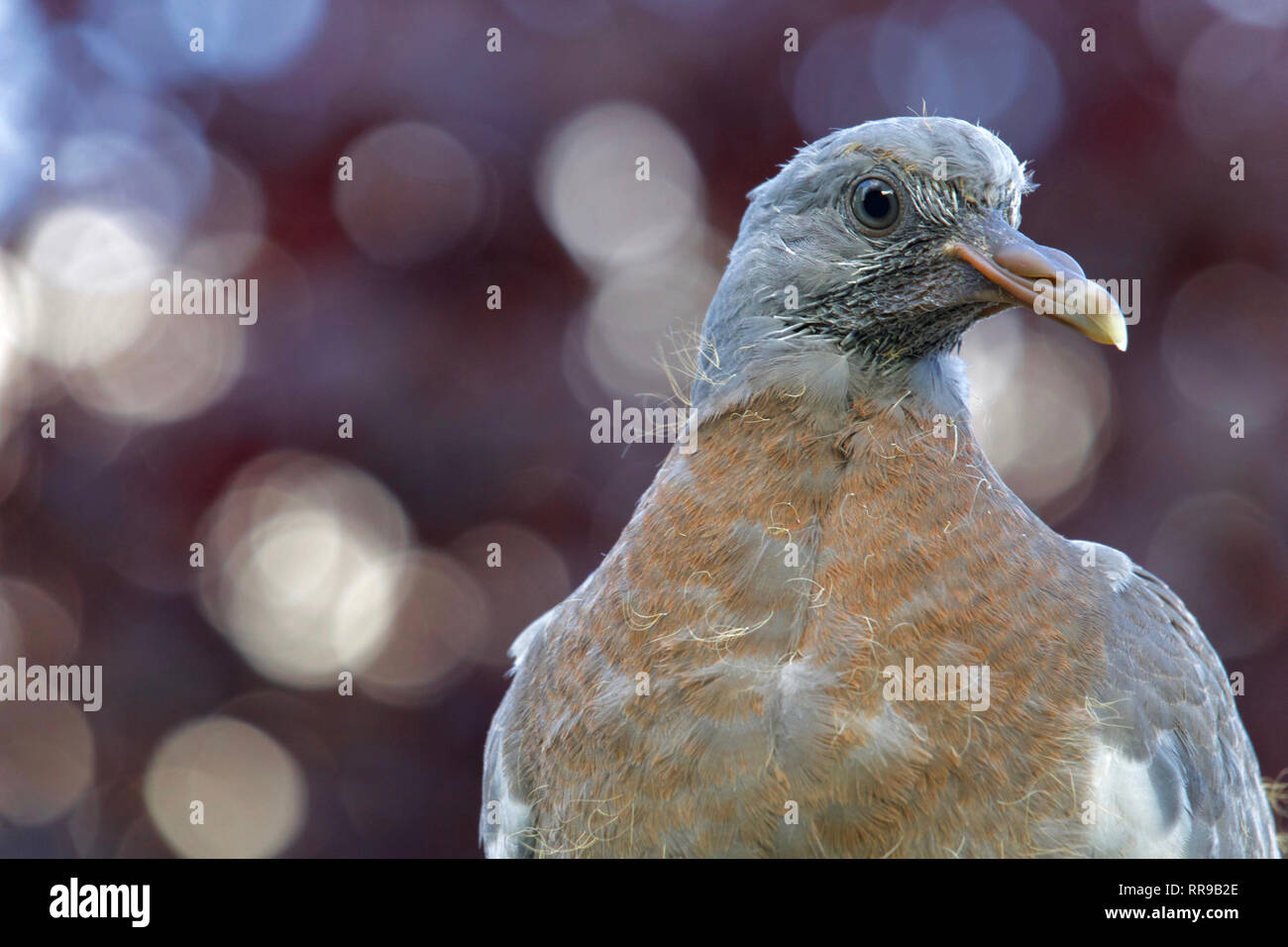 Pigeon fledgling just after leaving its nest, perching in a garden, with a plum tree blurred out in the background Stock Photo