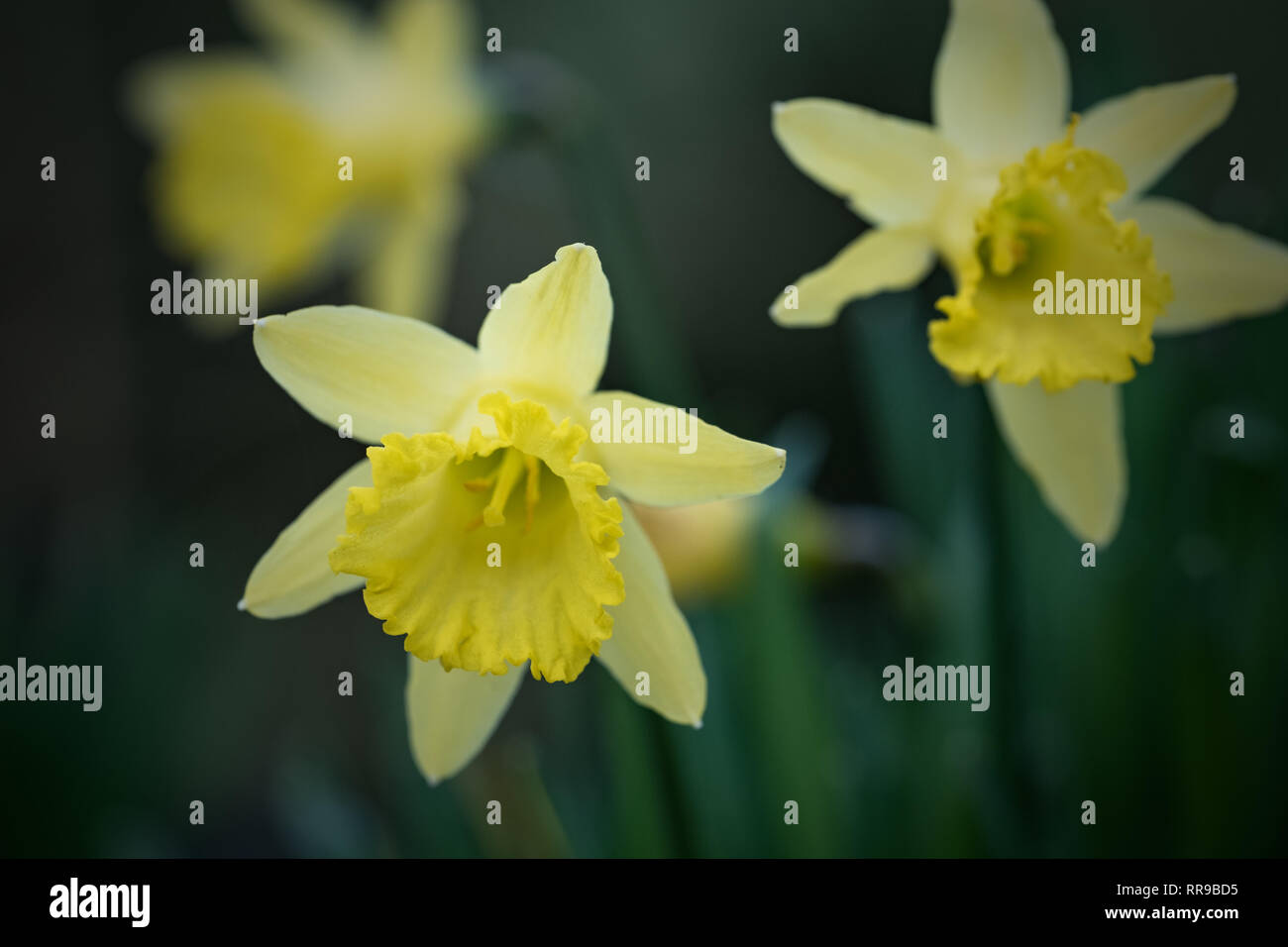 Image of daffodils in full bloom on the Evenley estate, Northamptonshire Stock Photo