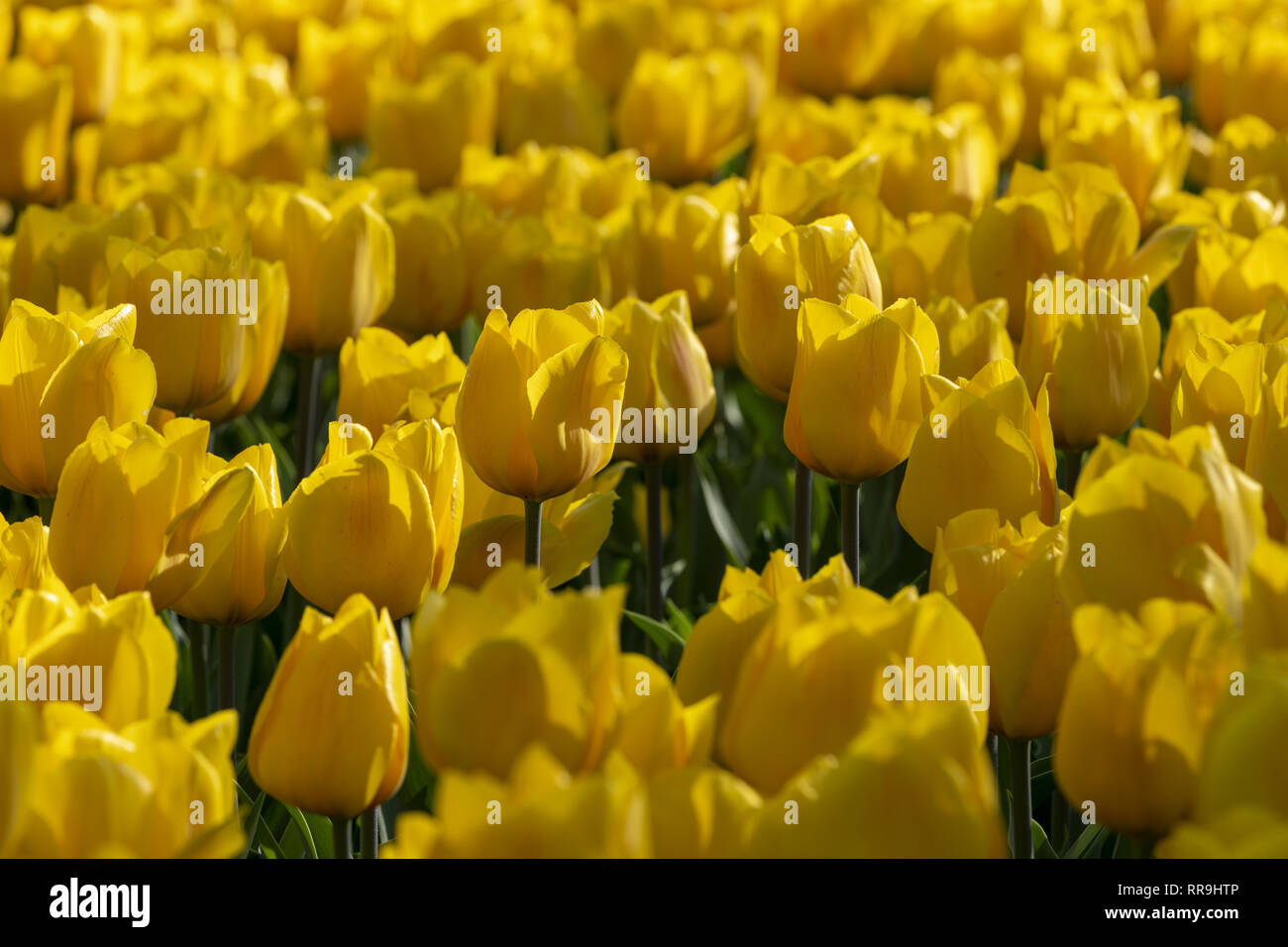 Solid coloured Tulips plants. Spring blooming perennial herbaceous flower. Exist in a multitude of colours, Popular as cut flowers. Stock Photo