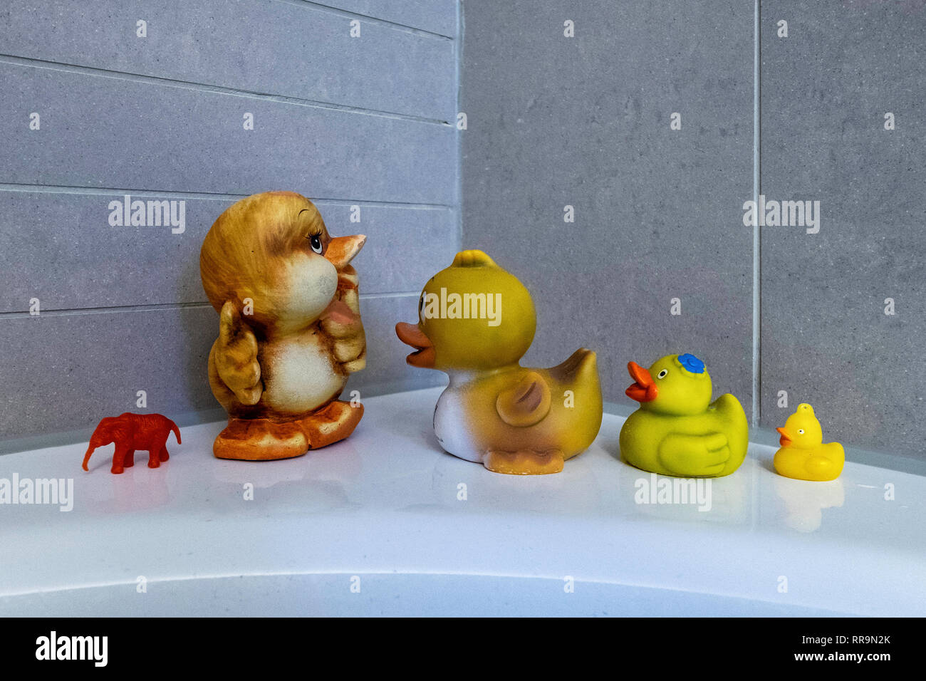 Elephant deals rubber duck