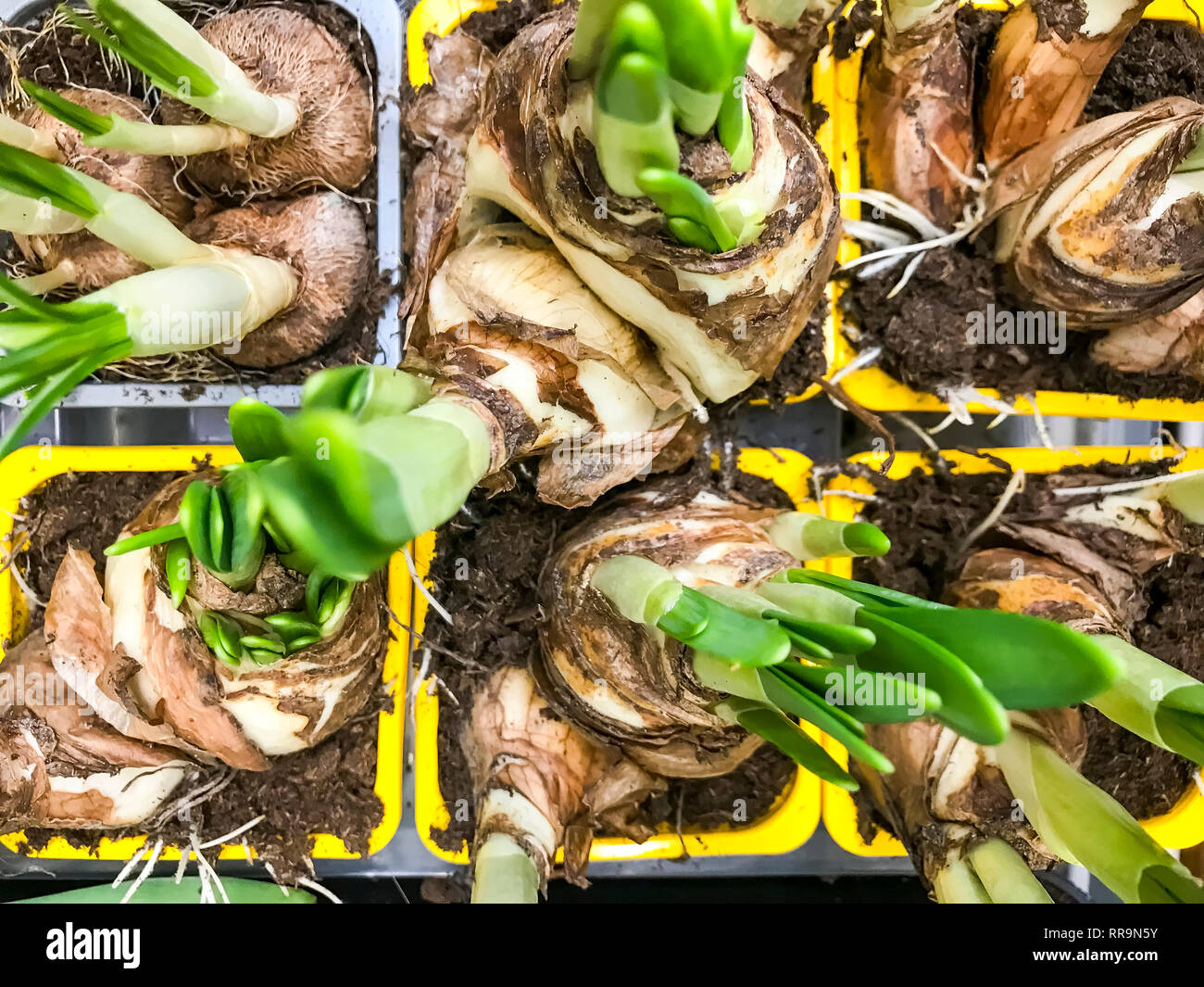 Bulb plants for sale in containers. Studio Photo Stock Photo Alamy