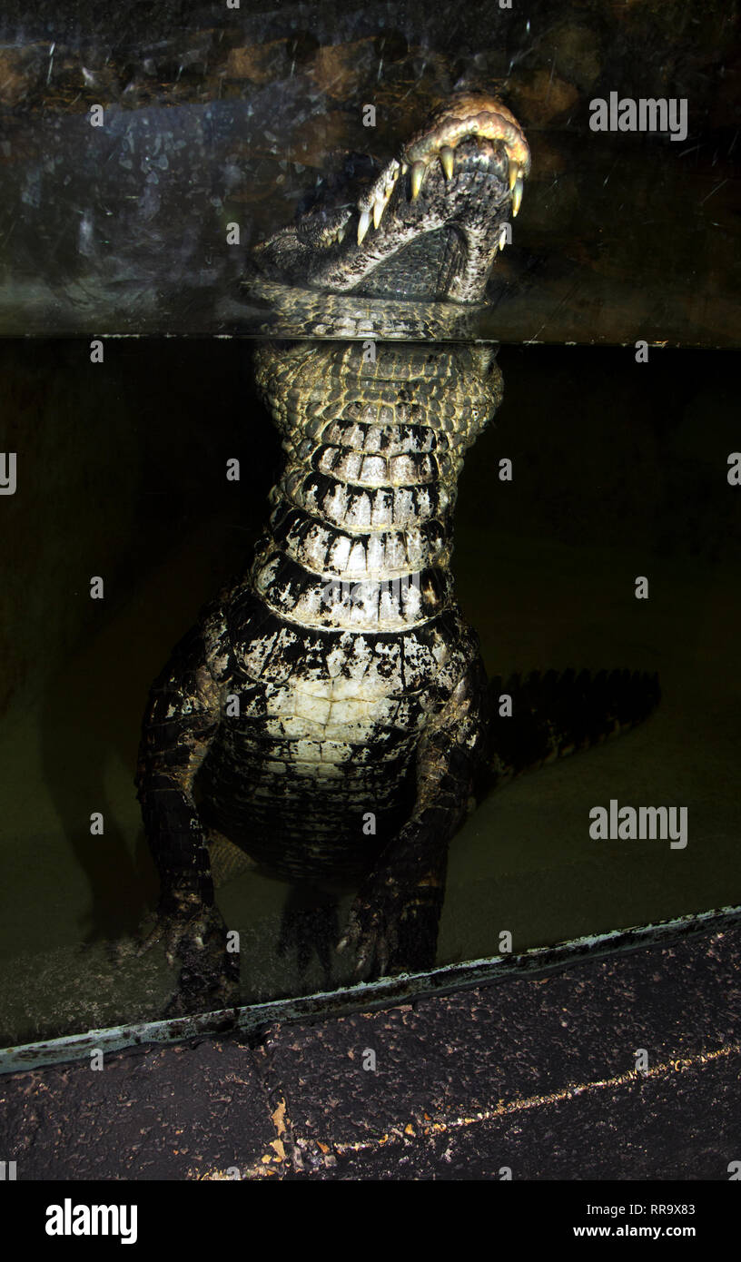 OXON; BRIZE NORTON; CROCODILE WORLD; NILE CROCODILE (CROCODYLUS NILOTICUS) Stock Photo