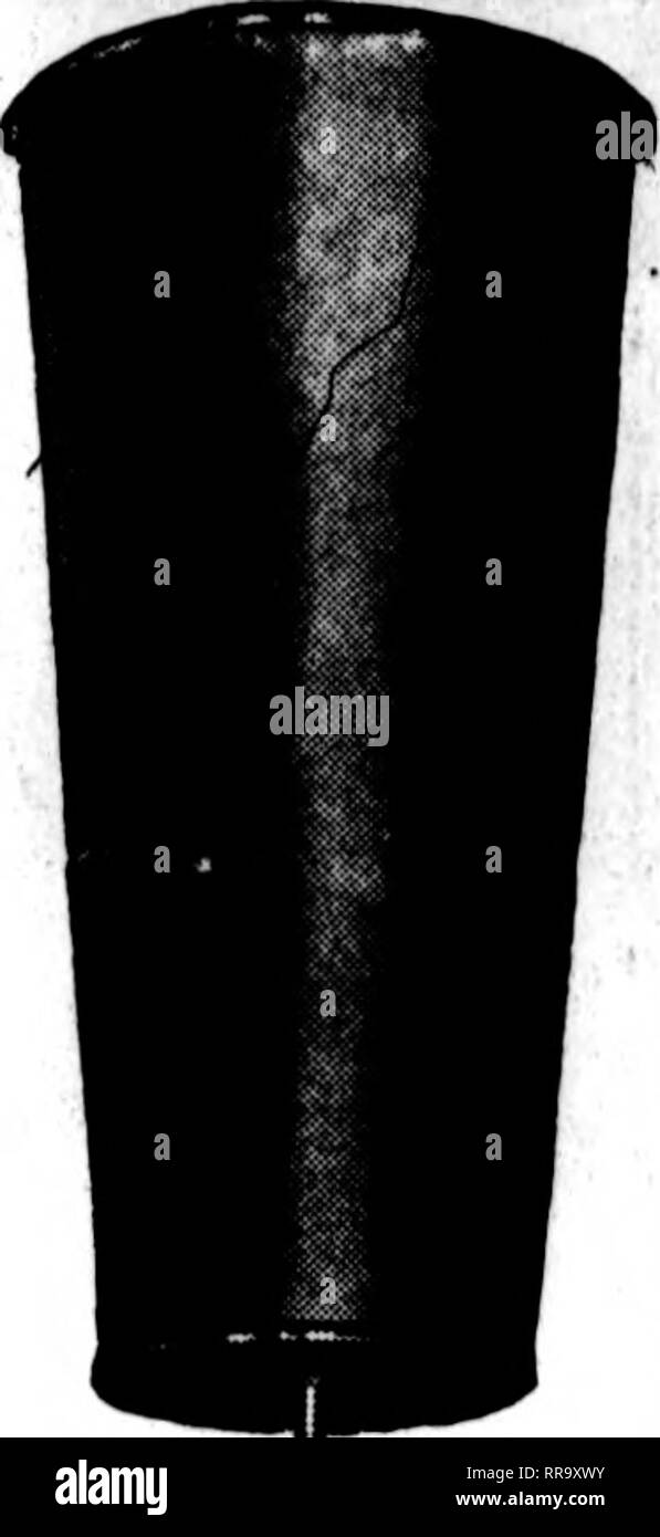 Red everlasting flowers Black and White Stock Photos & Images Alamy