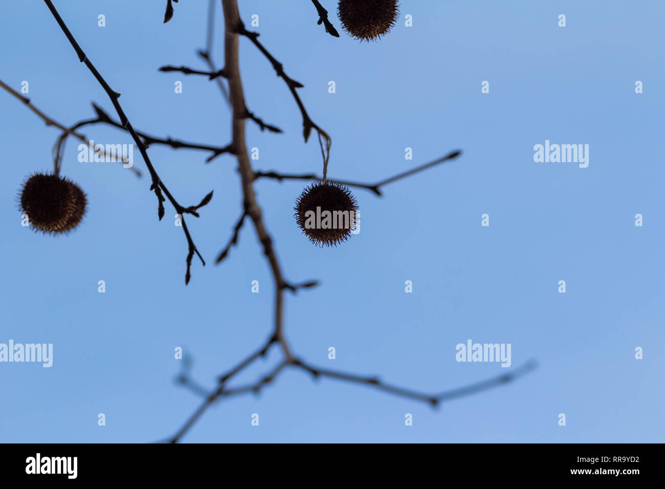 14 Dirtiest Messiest Trees To Not Plant In Your Yard Tree