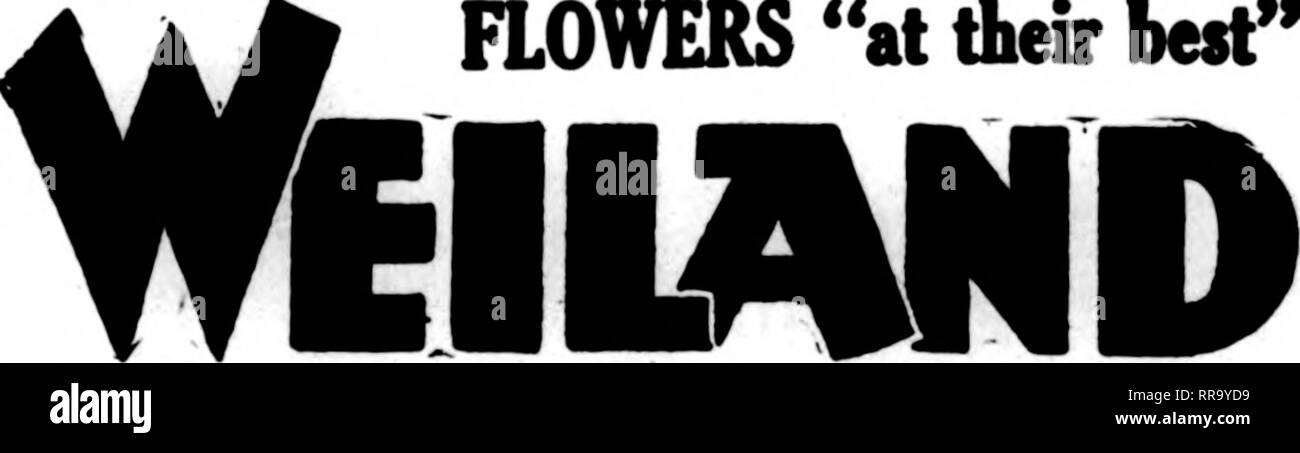 . Florists' review [microform]. Floriculture. vj^yr-'Sr ;•?' t, .•; • r^r»T&quot;^'^&quot;*prw»j;ji''t|',^»'y;-^f-' ??•&quot; JUNB 1, 1922 The Florists' Review 43 B^ Phone, Harrison 4310 Home Phone, Harrison 6487 Kansas City Wholesale Cut Flower Co. 1108-1110 Grand Avenue, Kansas City, Mo. PRICE LIST PEONIES, Best grade $8.00 per 100 Next best grade 6.00 per 100 Culls 4.00 per 100 CORNFLOWERS, Blue, Purple, Pink, Lavender 1.00 per 100 LARKSPUR, Pink, White, Laven- der. Spikes 24 to 30 inches.. 1.00 per doz. GLADIOLI, fancy stock 15c each GYPSOPHILA, White 50c per bunch SWEET WILLIAM 50c per bu Stock Photo