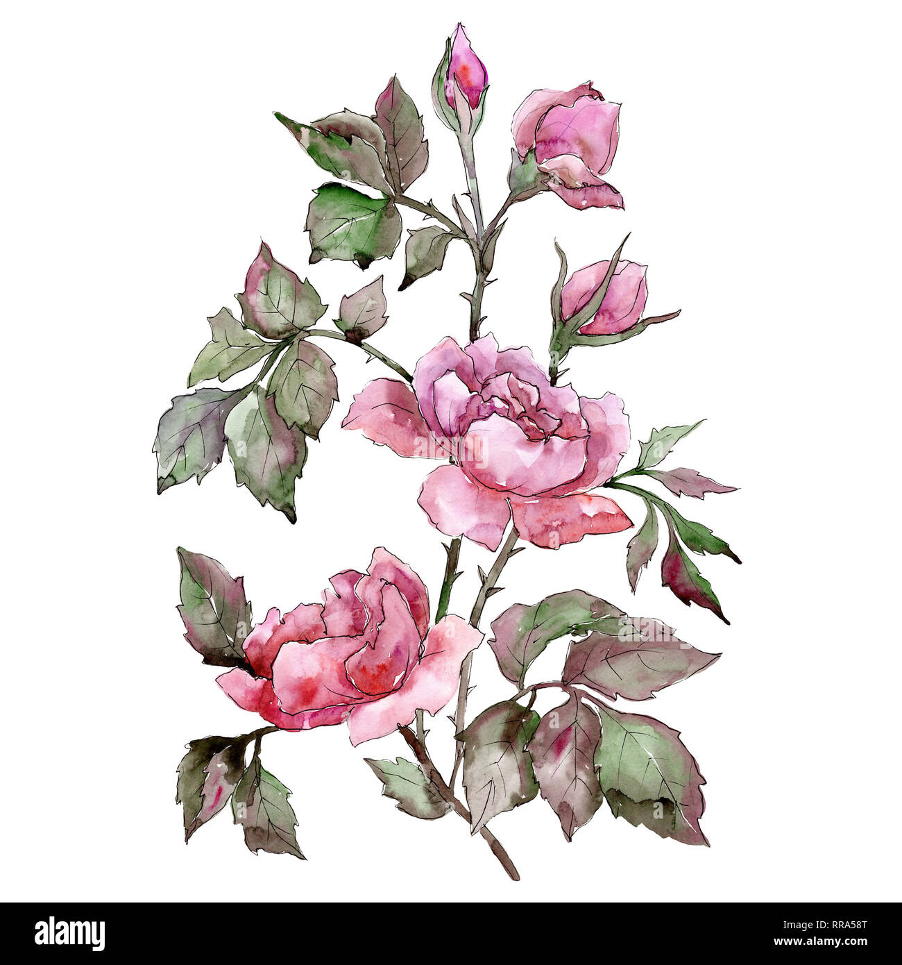 Pink rose bouquet floral botanical flower. Watercolor background set ...
