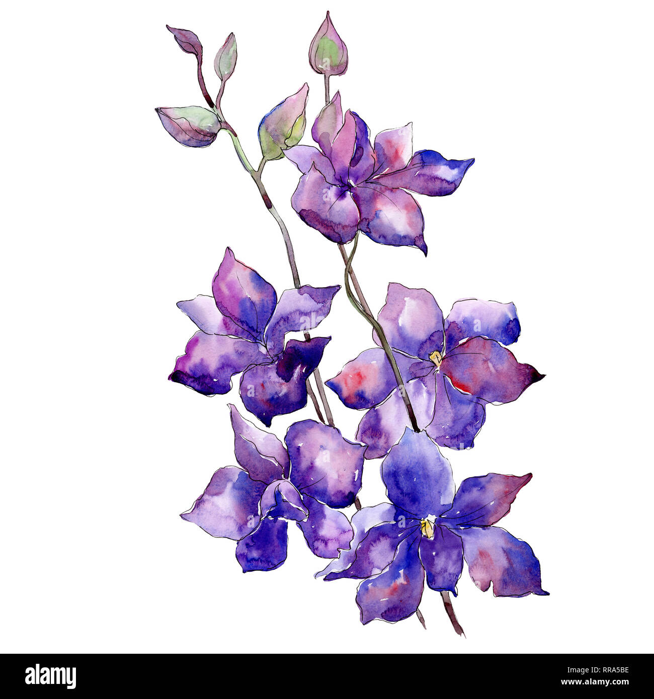 Purple delphinium bouquet floral botanical flower. Watercolor ...