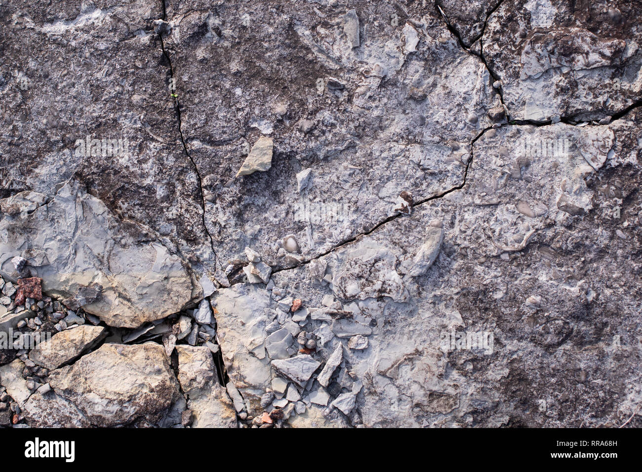 Light gray limestone with a long crack. There are fossils inside the stone. On the seaside of
