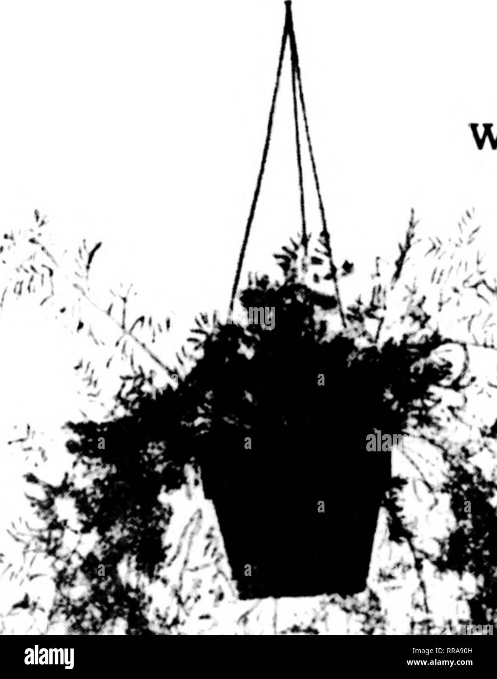 Florists Review Microform Floriculture Hanging Baskets