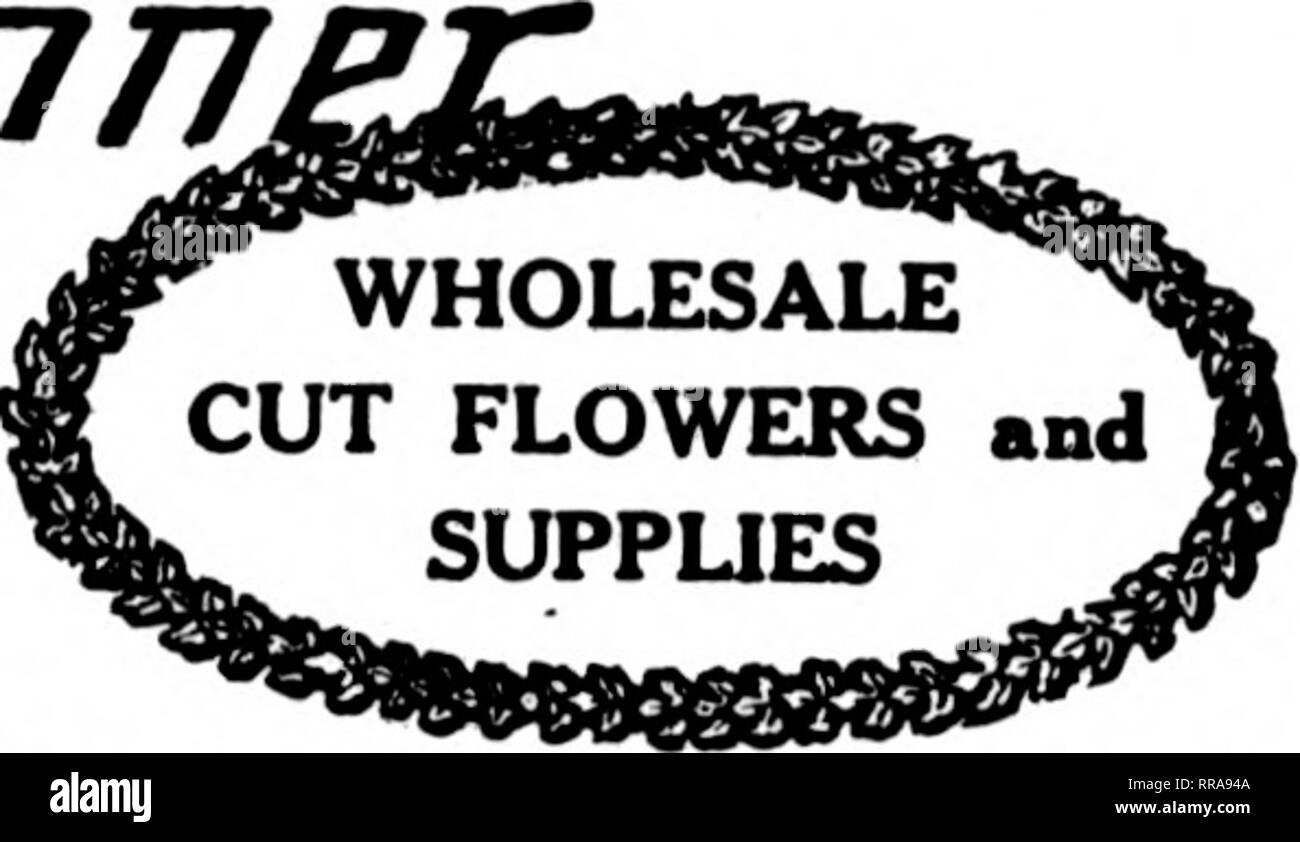 . Florists' review [microform]. Floriculture. &quot;'^'V^,'»T&lt;&quot; 'TJ«^-.» ' A, &lt;;.ST 3, 1022 The Florists^ Review 97 CUT FLOWERS AND FLORISTS' SUPPLIES ORDER FROM St. Louis Wholesale Cut Flower Co. 1406-1408 Pine Street St. Louis, Missouri Wholesale Cut Flower Prices. Chicago, Aug. 2, 1922. Pit 100 C.liimliia $ -l-WJ @ ?-0.00 Mis IMssoU 4.00 @ 20.00 i.n.micr 4.00 @ 20.00 MiUulv 4.00 fei 20.00 i',.„v;iiliT 4.(X) (ri 20.00 Hiitlirdv 4.00 @ 20.00 Mn.iln.se 4.00® 18.00 Simhiirst 4.00 @ 18.00 OphHliii 4.00 @ 18.00 Double Wliili! Killariiey 4.00 @ 15.00 Kiaiiris Soott Key 4.00® ir..00 Fran Stock Photo