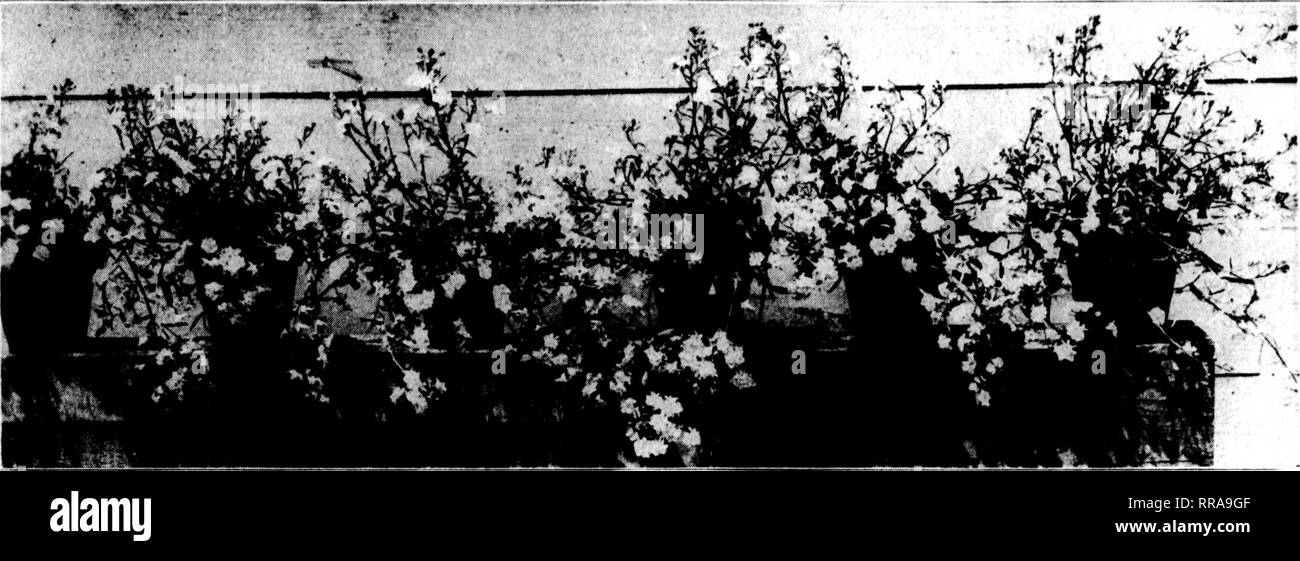 . Florists' review [microform]. Floriculture. '.•?«'?.• June 8, 1922 The Florists^ Review 23. Half a Dozen Pots of Kamp &amp; Spinti's New Double Trailing Lobelia. They are market-gardening approxi- mately sixteen acres of land. Hans Eosacker is busy remodeling and building new houses. Gibbs &amp; Nelson and Peter Hermes are adding new houses to their ranges. Robert Stein is just recovering from an operation made necessary by an ul- cerated tooth. He reports a fine sjiring trade. Visitors last week were John Briggs and wife, of Moorhead, Minn.; I. Bay- ersdorfer, of Philadelphia; Julius Dill-  Stock Photo