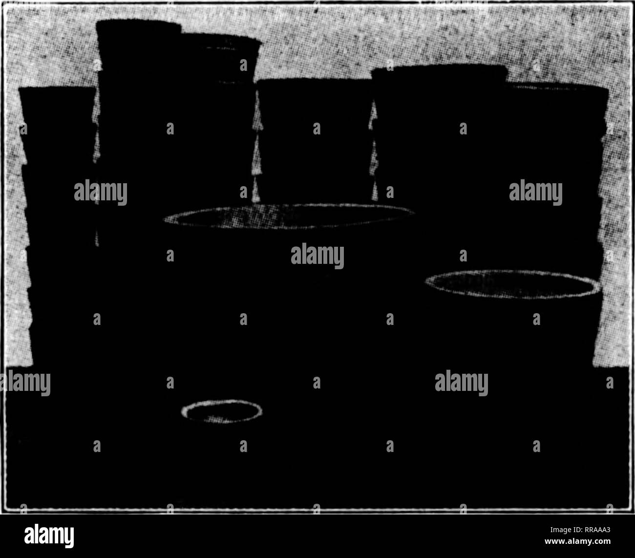 Red everlasting flowers Black and White Stock Photos & Images Alamy