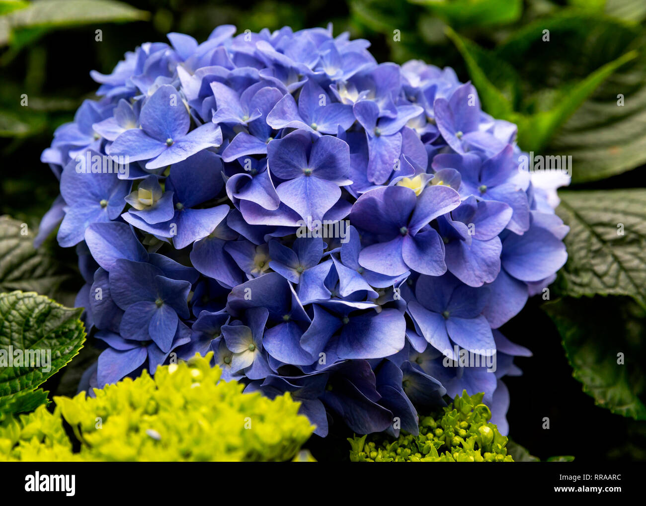 Blue Hydrangea flower cluster. Stock Photo