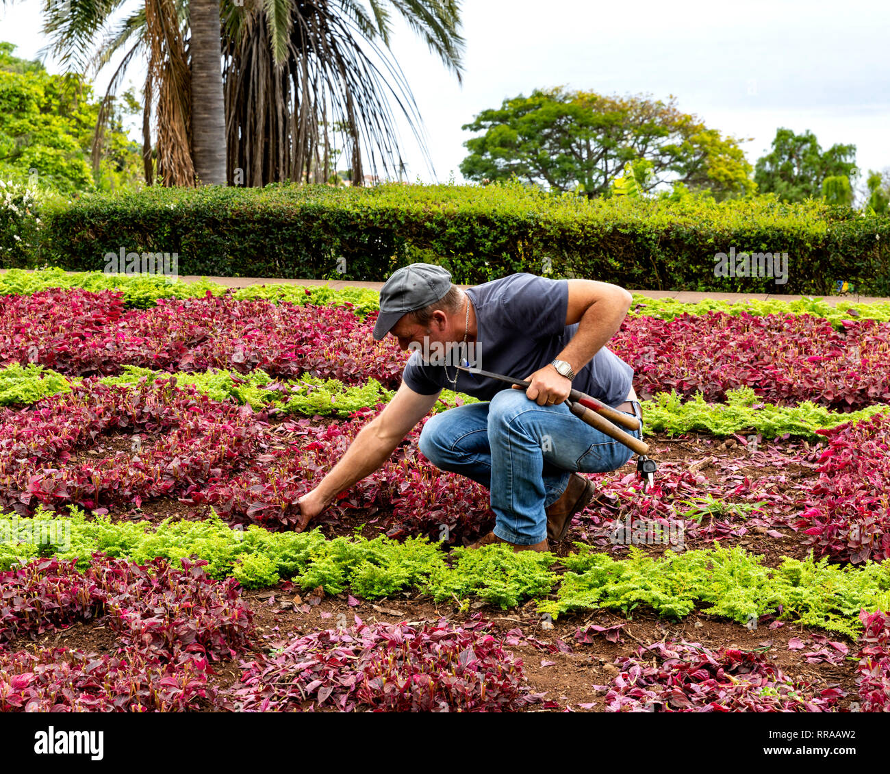 Gardener pruning bedding plants, the Botanic Gardens (Jardim Botanico), Funchal, Madeira, Portugal. Stock Photo