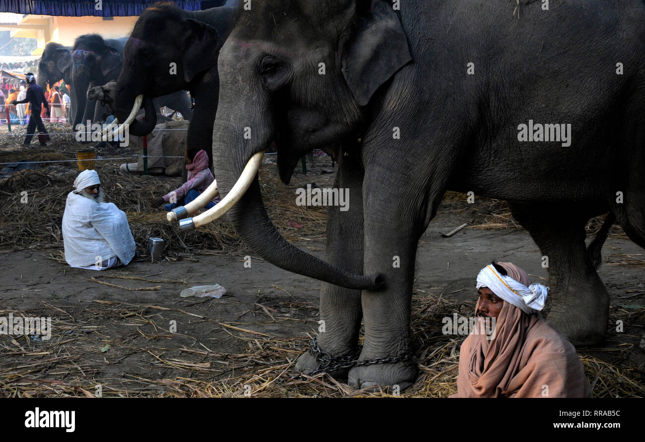 Attendents with their elephants at a camp during the annual Sonepur cattle  fair in east India's Bihar state. Many farm animals can be bought at Sonepu  Stock Photo - Alamy