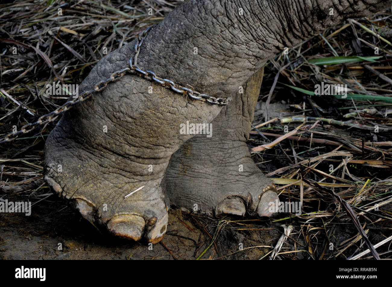 An elephants is chained at a camp during the annual Sonepur cattle fair in  east India's Bihar state. Many farm animals can be bought at Sonepur from b  Stock Photo - Alamy