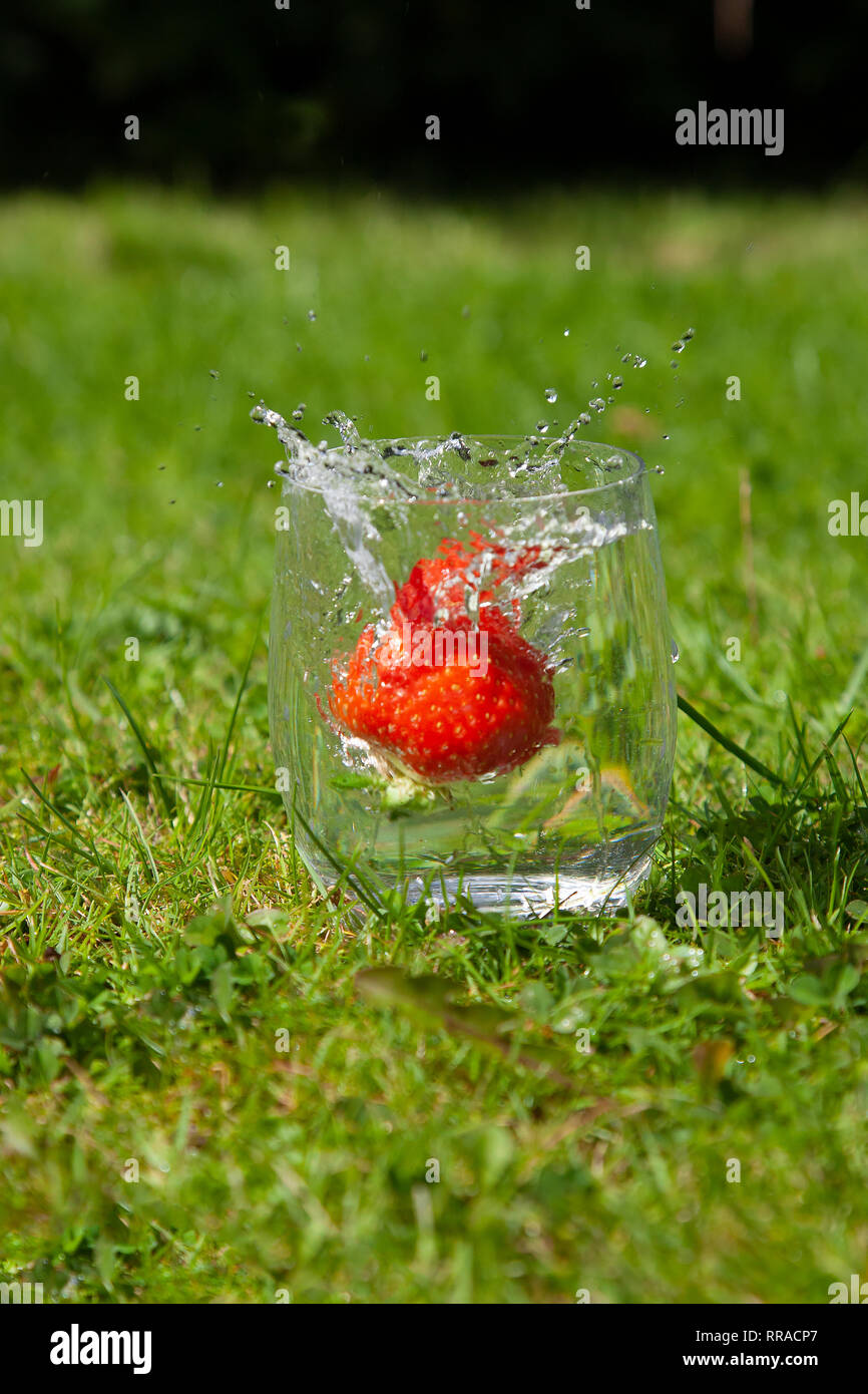slow motion of a strawberry splashing into a glass of water evocative of summer and bright sunny days Stock Photo