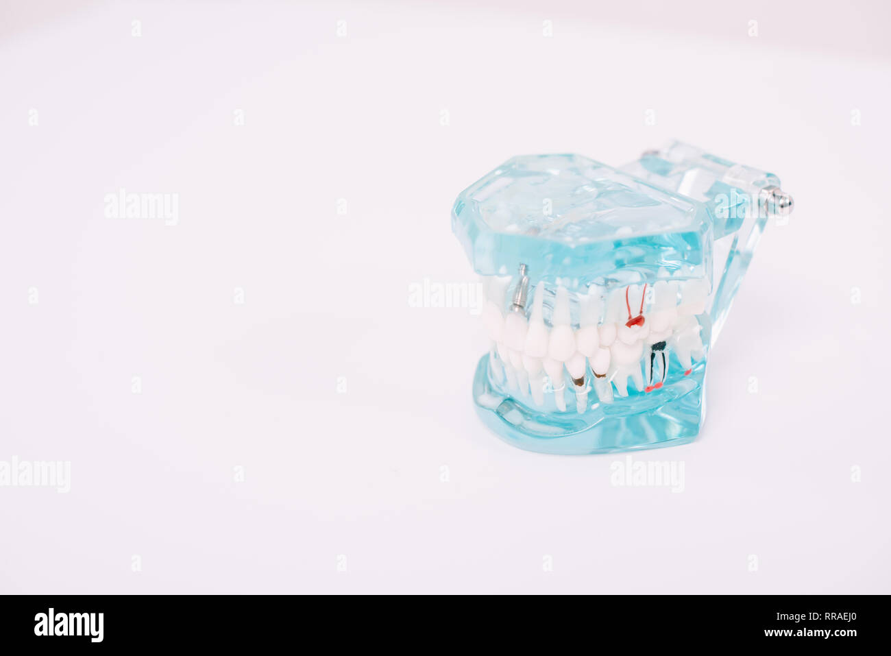 jaw model isolated on white with copy space Stock Photo - Alamy