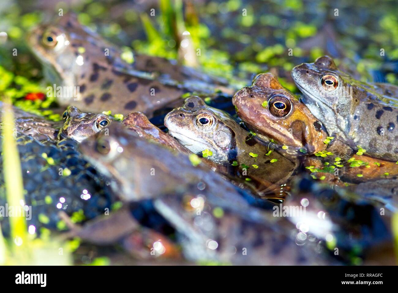 Frogs frogspawn uk hi-res stock photography and images - Alamy