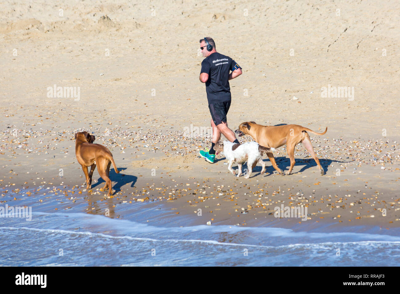 Bournemouth, Dorset, UK. 25th Feb, 2019. UK weather: another lovely warm sunny day at Bournemouth as visitors enjoy the sunshine at the beach on the hottest day of the year so far and hottest February day ever. Man running along seashore with dogs. Credit: Carolyn Jenkins/Alamy Live News Stock Photo