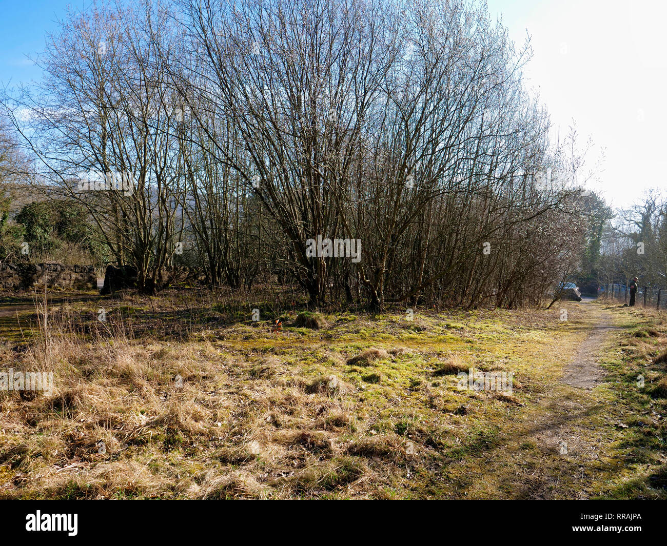 Wirksworth, Derbyshire, UK. 25th Feb, 2019.  Local beauty spot under threat by Gypsy Roma Traveller camp after Councillors from Derbyshire Dales District Council apologised to the residents of Wirksworth for having to make the decision, commenting that they 'wouldn’t wish it on anyone', Councillor Mike Ratcliffe called that decision a 'partisan political manoeuvre', Stoney Wood, Wirksworth, Derbyshire Dales. Land has been allocated as a 6 month temporary tolerated site. DDDC plan to cut down all the trees on the site to make room for the Travellers camp. Credit: Doug Blane/Alamy Live News Stock Photo
