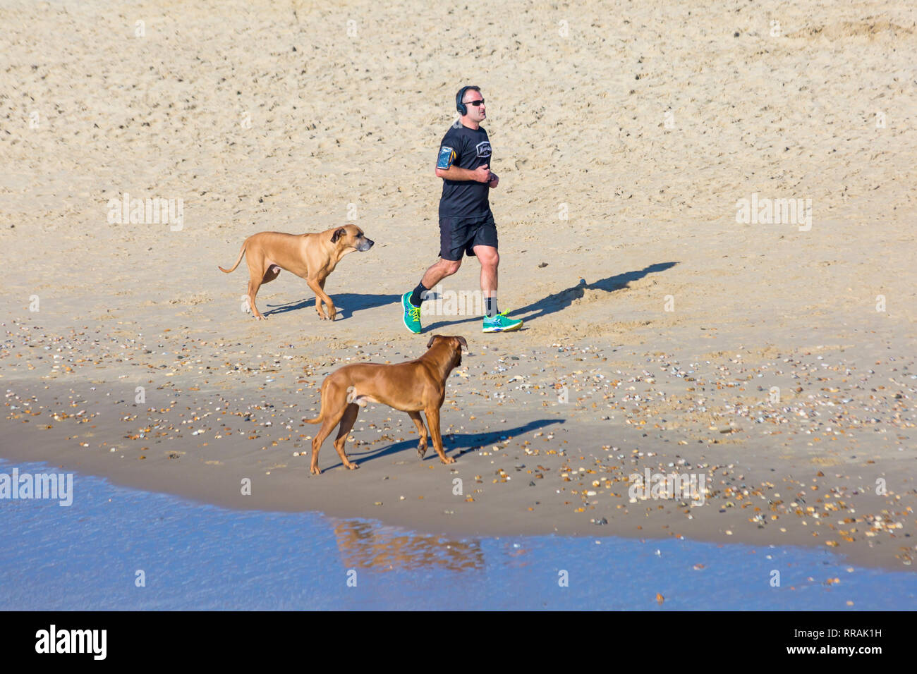 Bournemouth, Dorset, UK. 25th Feb, 2019. UK weather: another lovely warm sunny day at Bournemouth as visitors enjoy the sunshine at the beach on the hottest day of the year so far and hottest February day ever. Man running along seashore with dogs. Credit: Carolyn Jenkins/Alamy Live News Stock Photo
